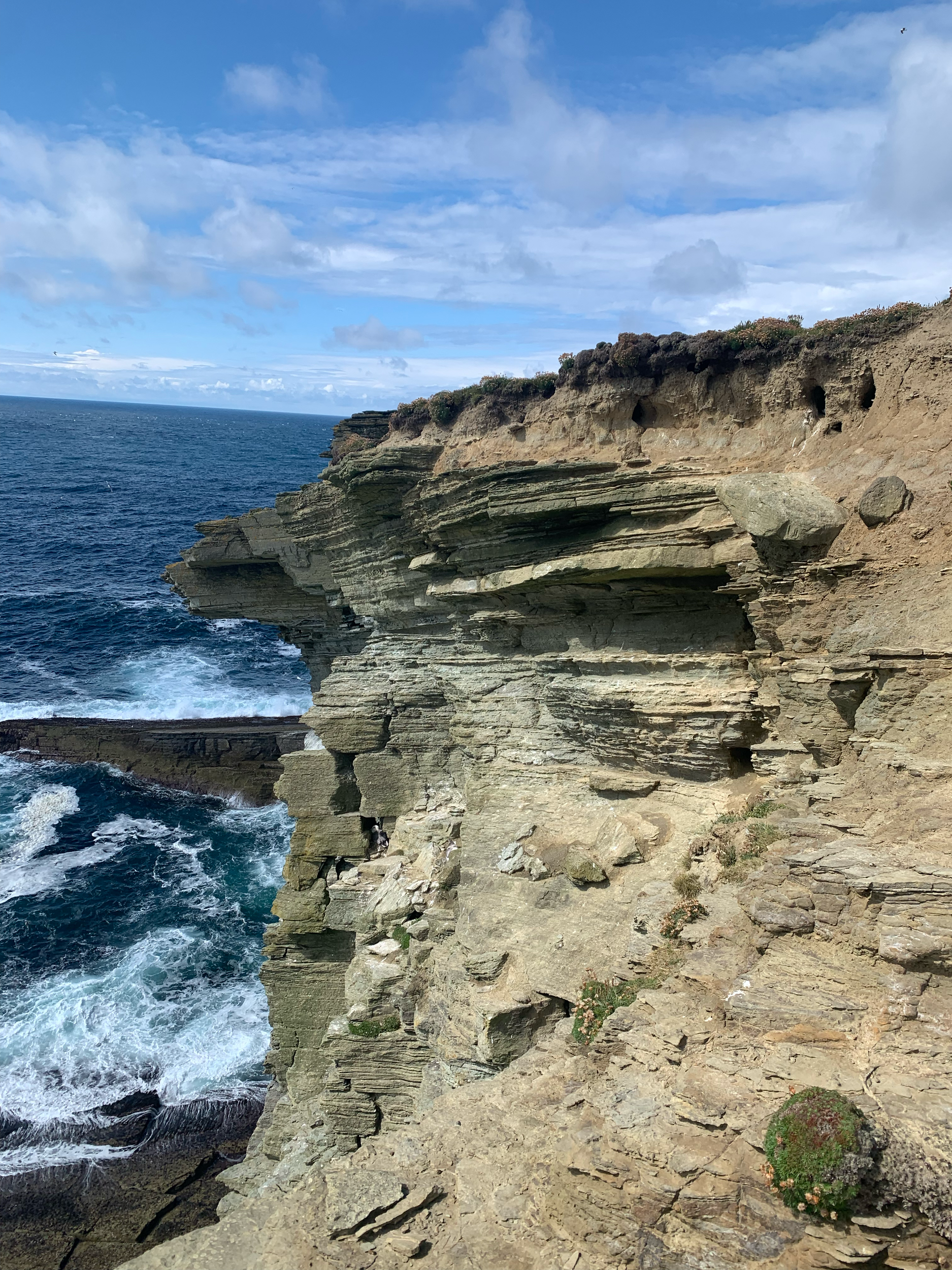 Picture of a puffin's den on a cliffside overlooking the ocean