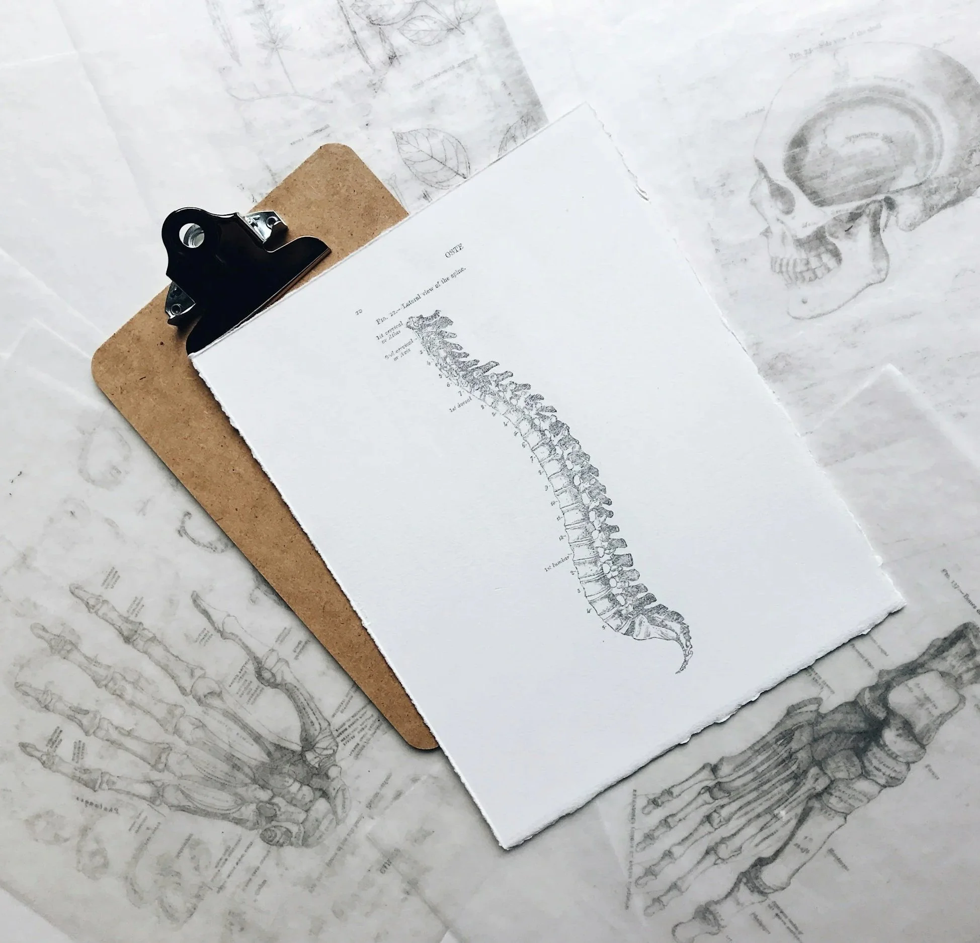 Chiropractic Services in Arvada, Colorado