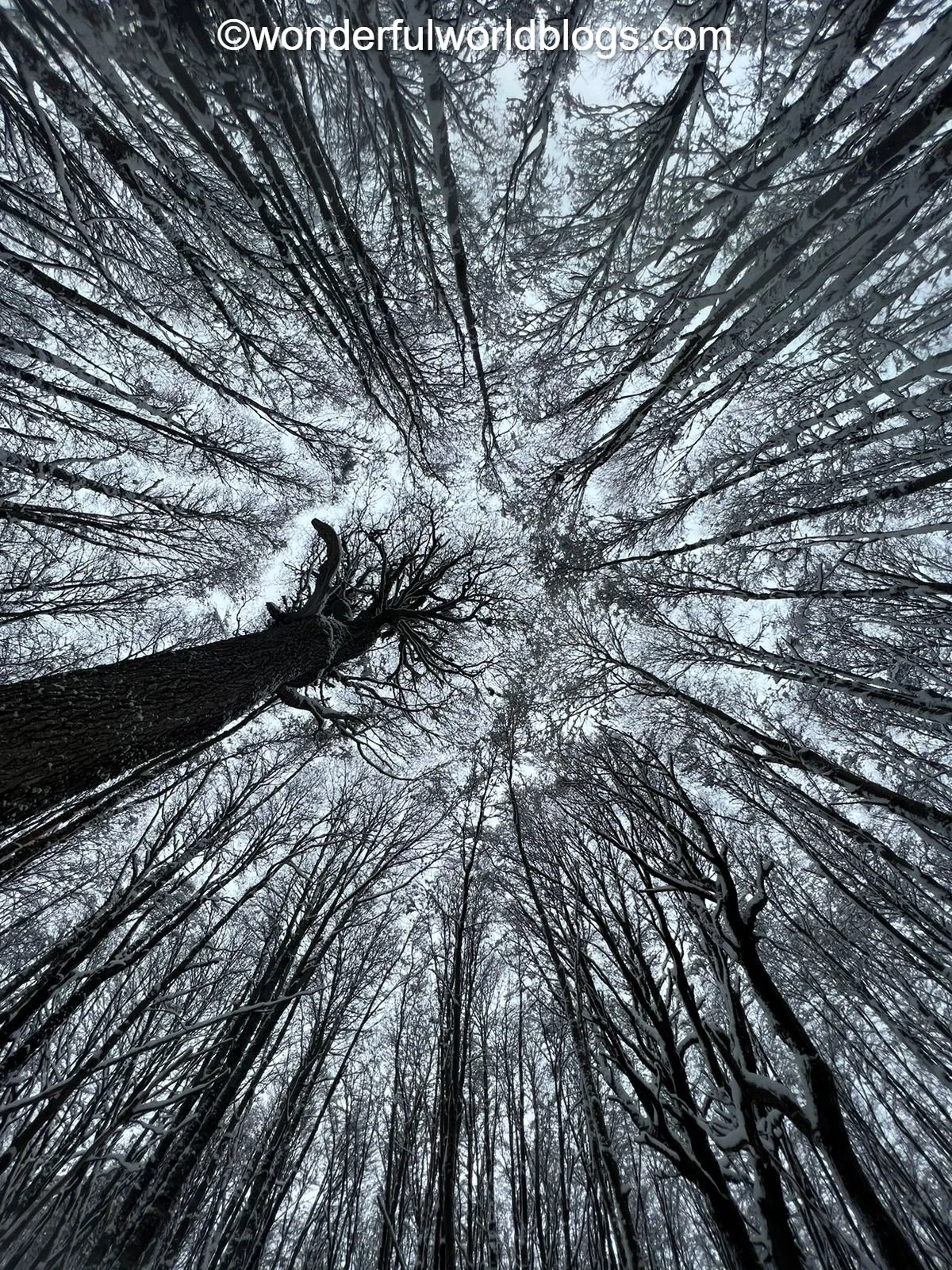 Canopy of trees in Patagonia