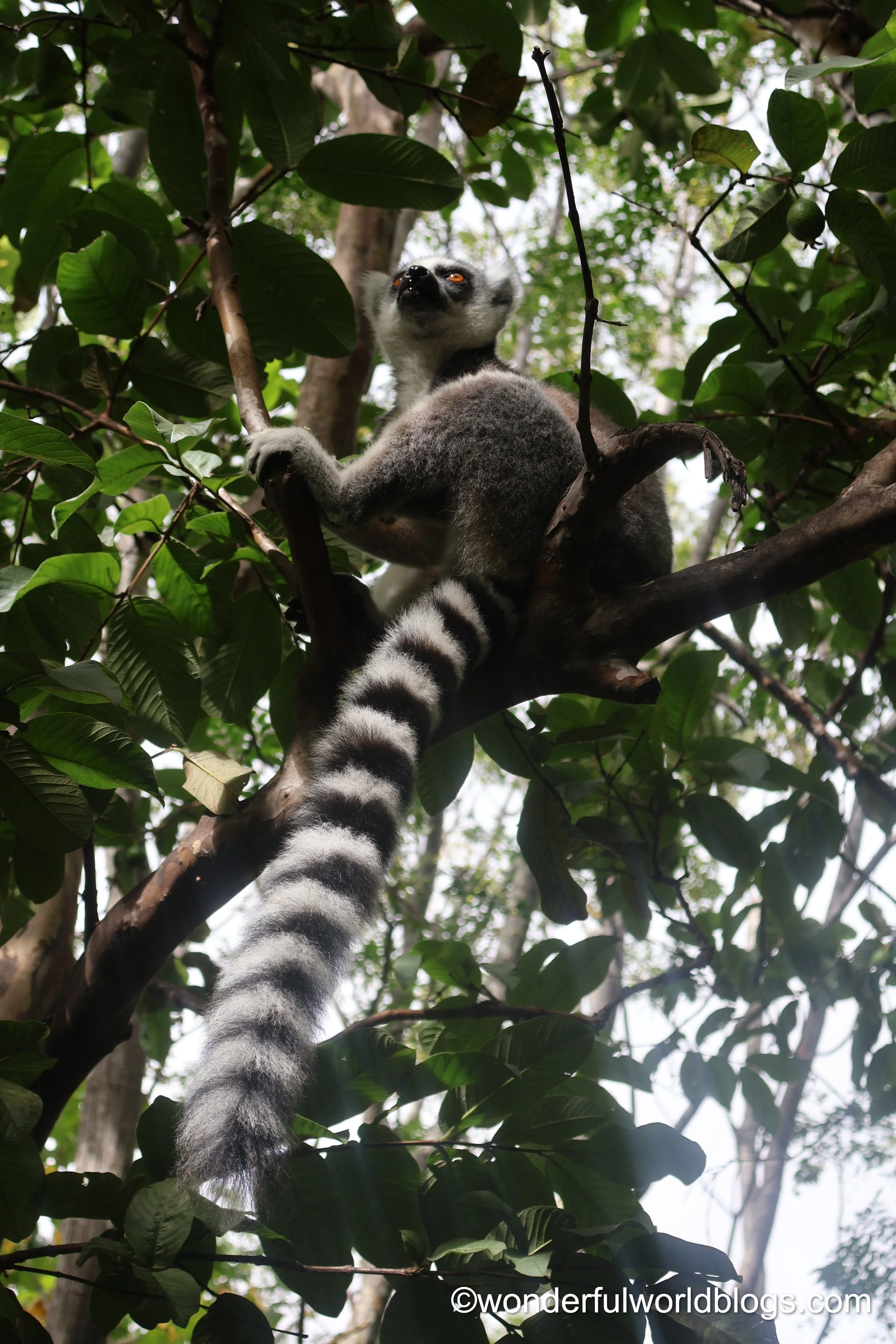 Lemur in tree Madagascar