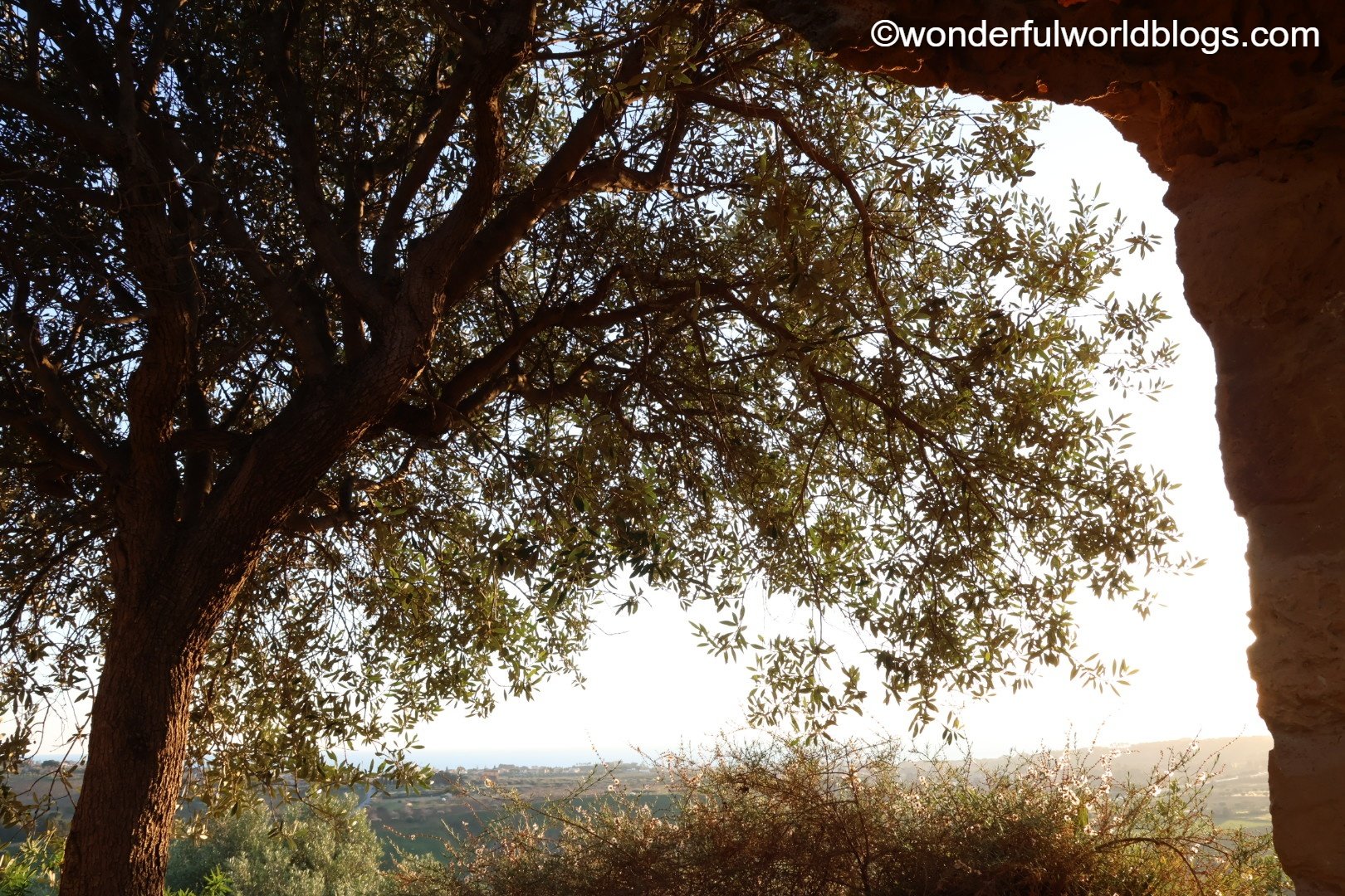 Tree at sunset at La Valle dei Templi Agrigento Sicily Italy