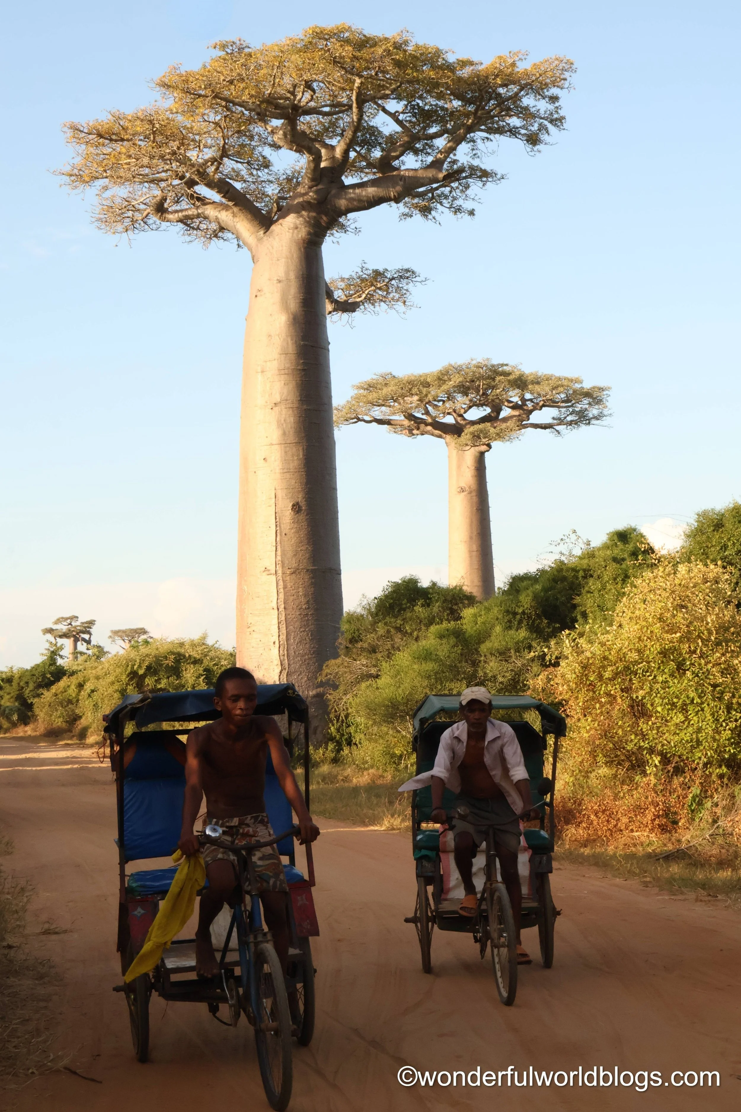 Pousse-pousse on L'’Allée des Baobabs