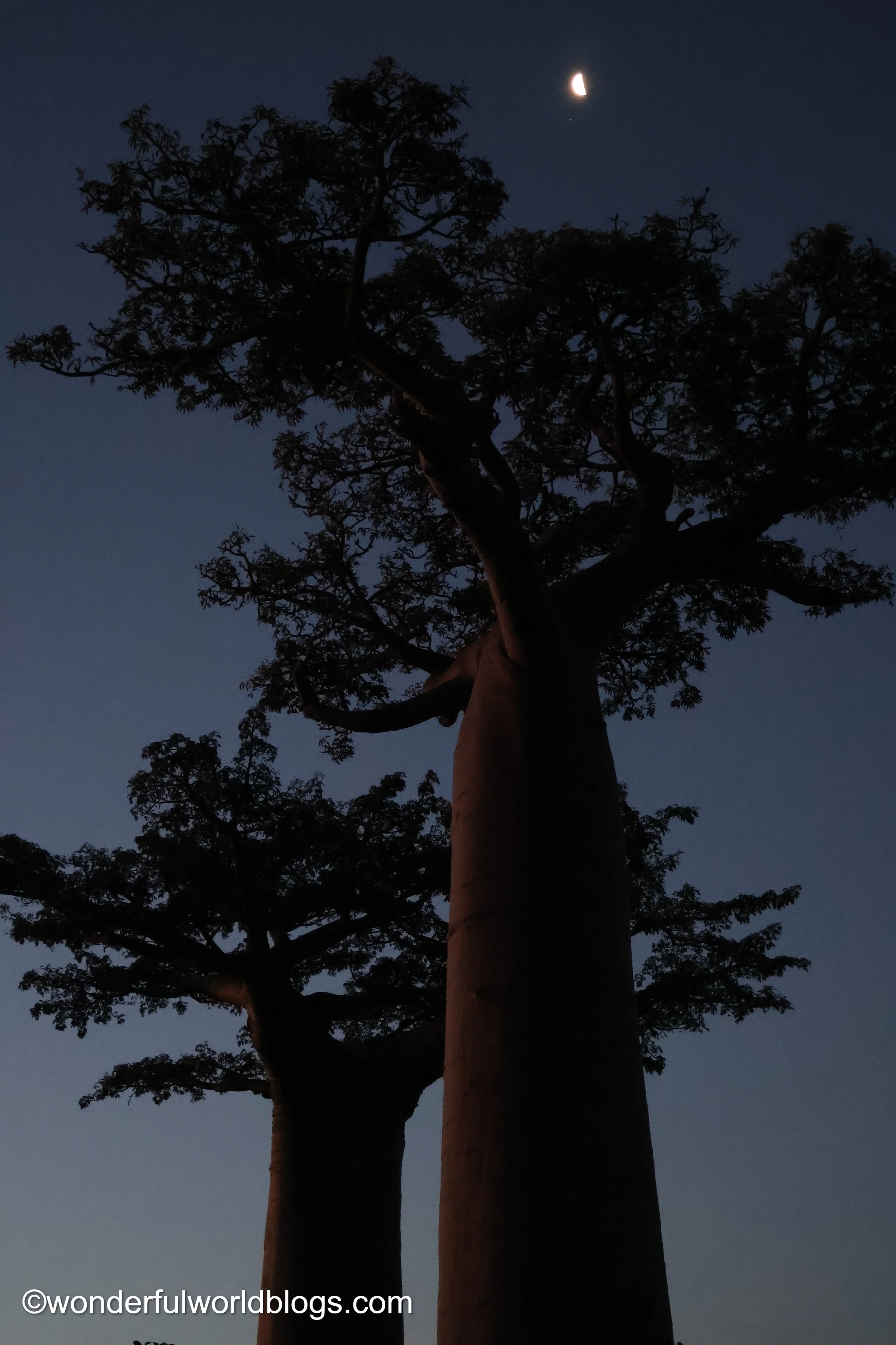 L’Allée des Baobabs Madagascar at dusk