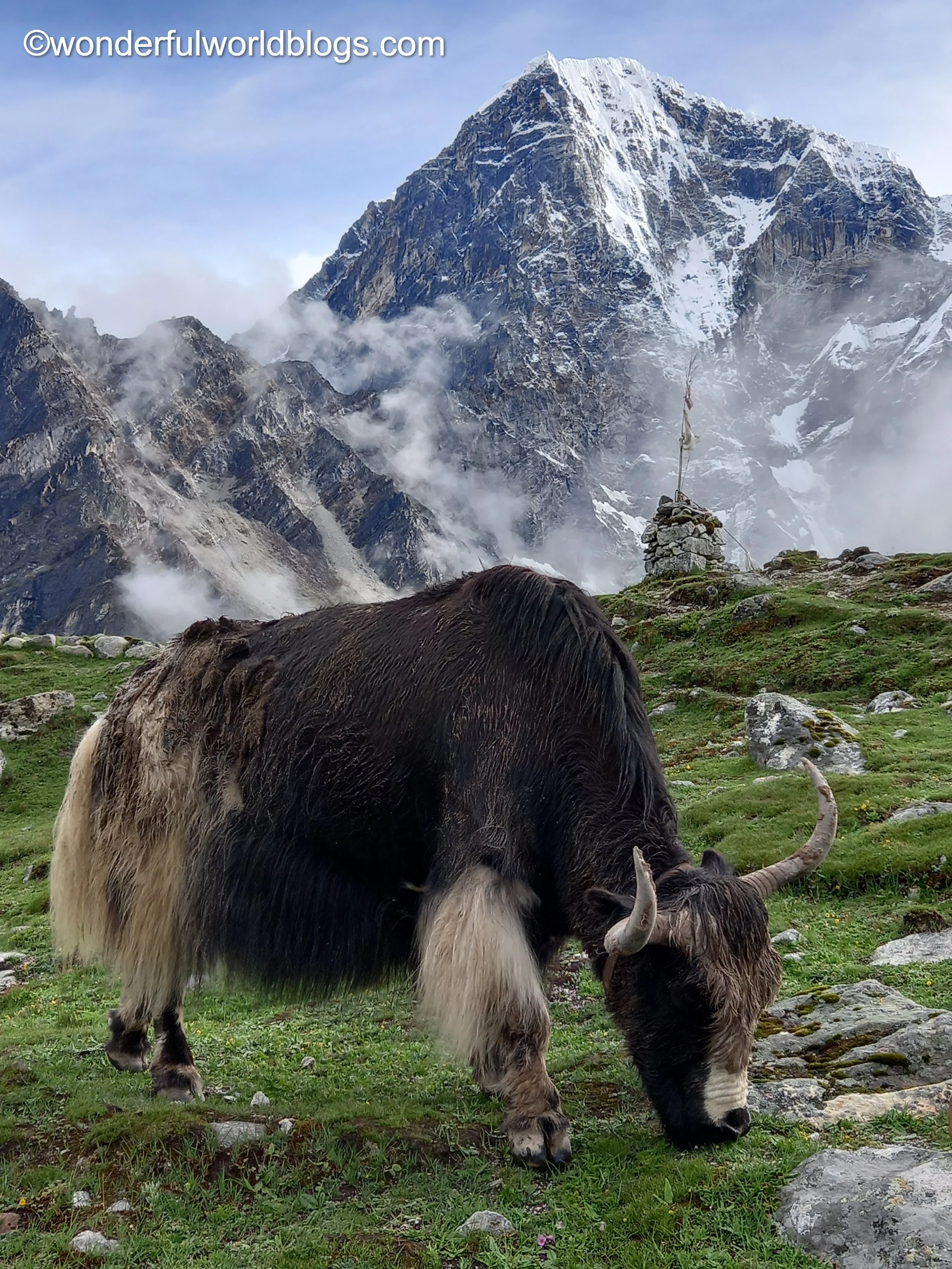 Yak and mountain on Everest Base Camp Trek Nepal
