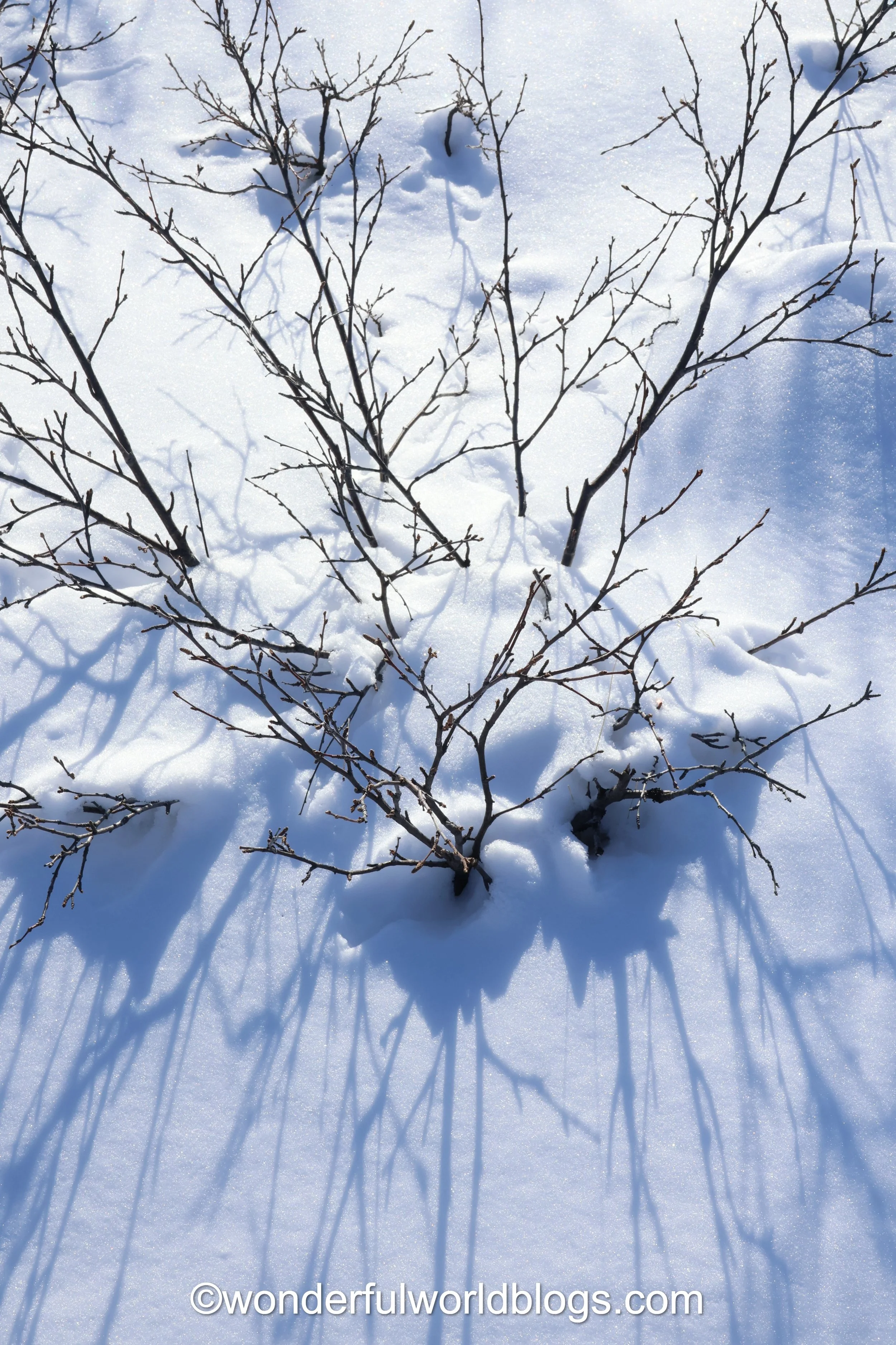 Close up of plant in snow with shadow Greenland