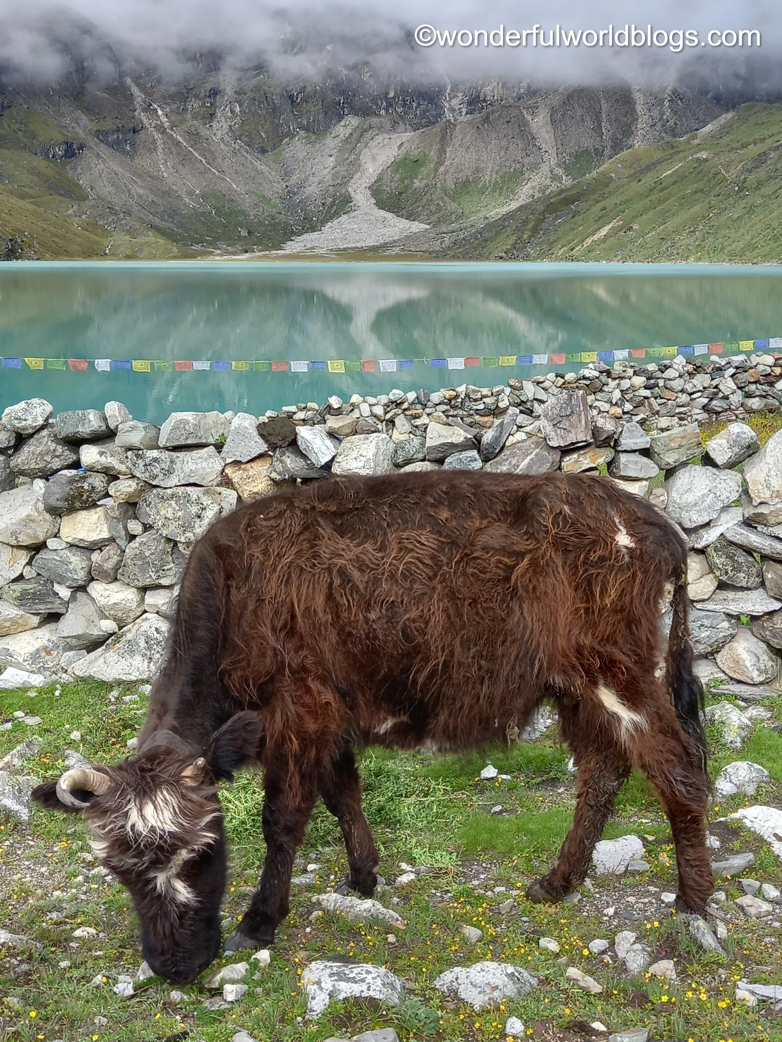 Yak and Gokyo Lakes on Everest Base Camp Trek Nepal