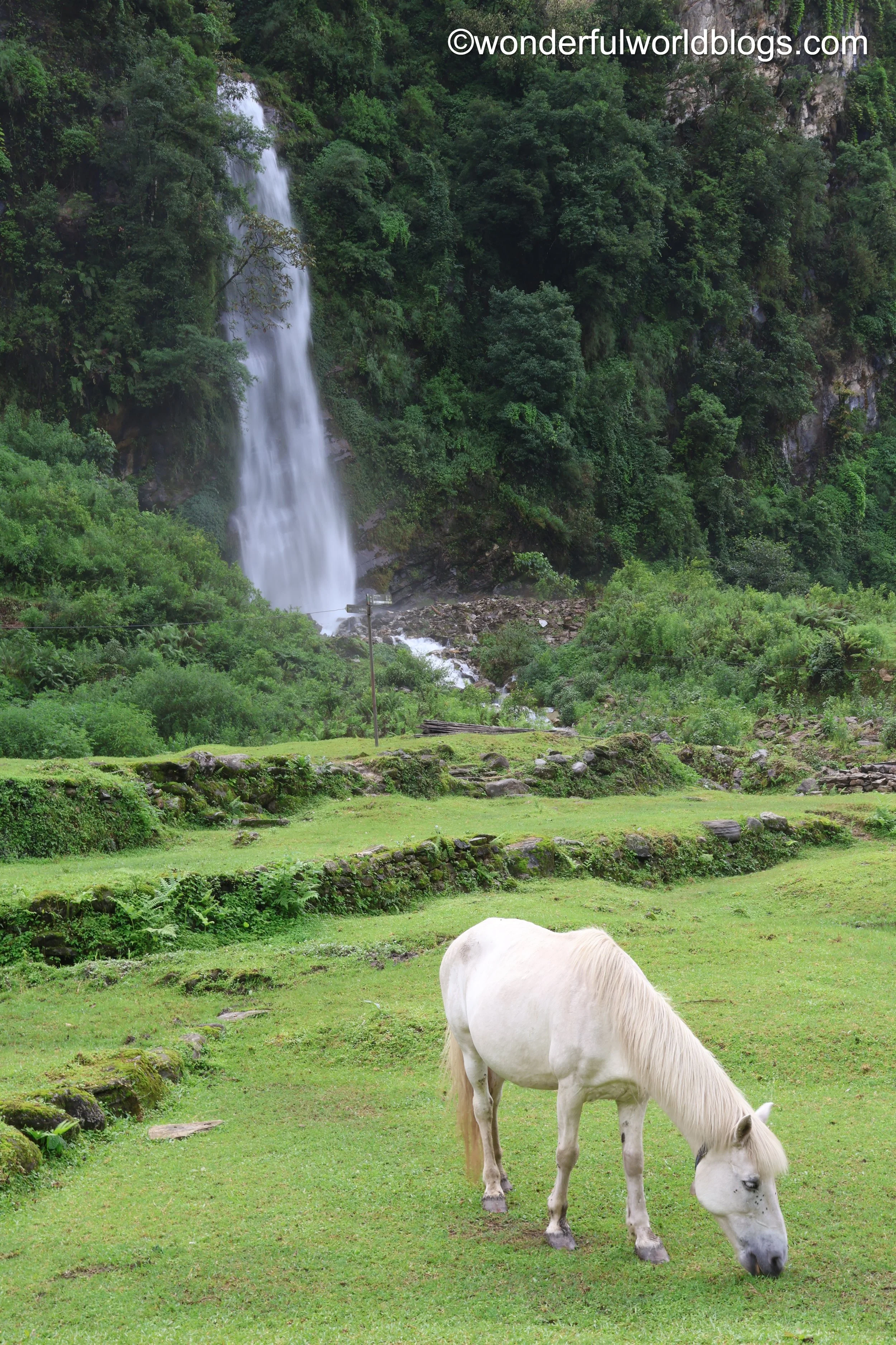 White horse and waterfall on Annapurna Trek Nepal