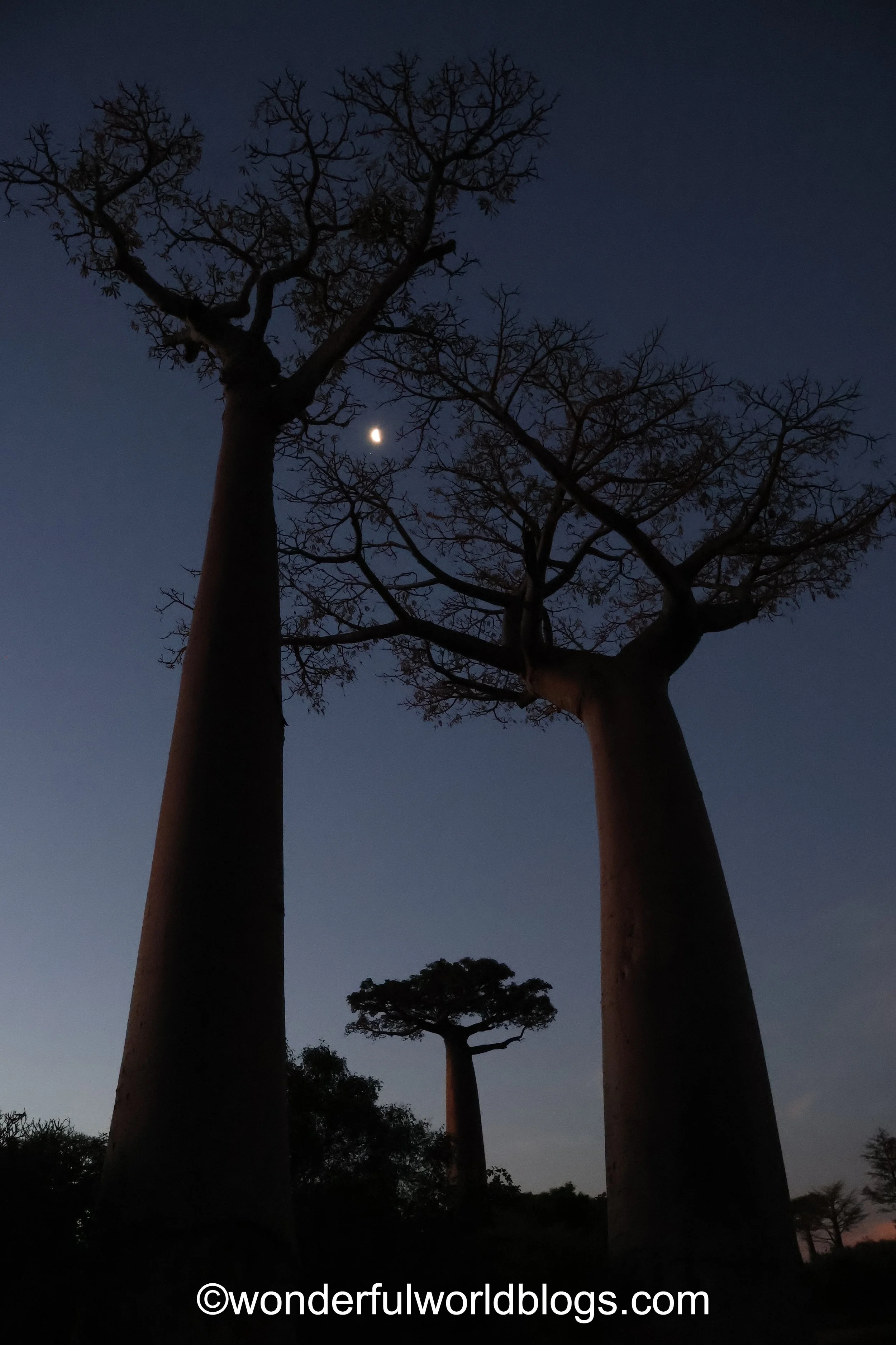 Baobabs at night on L’Allée des Baobabs Madagascar