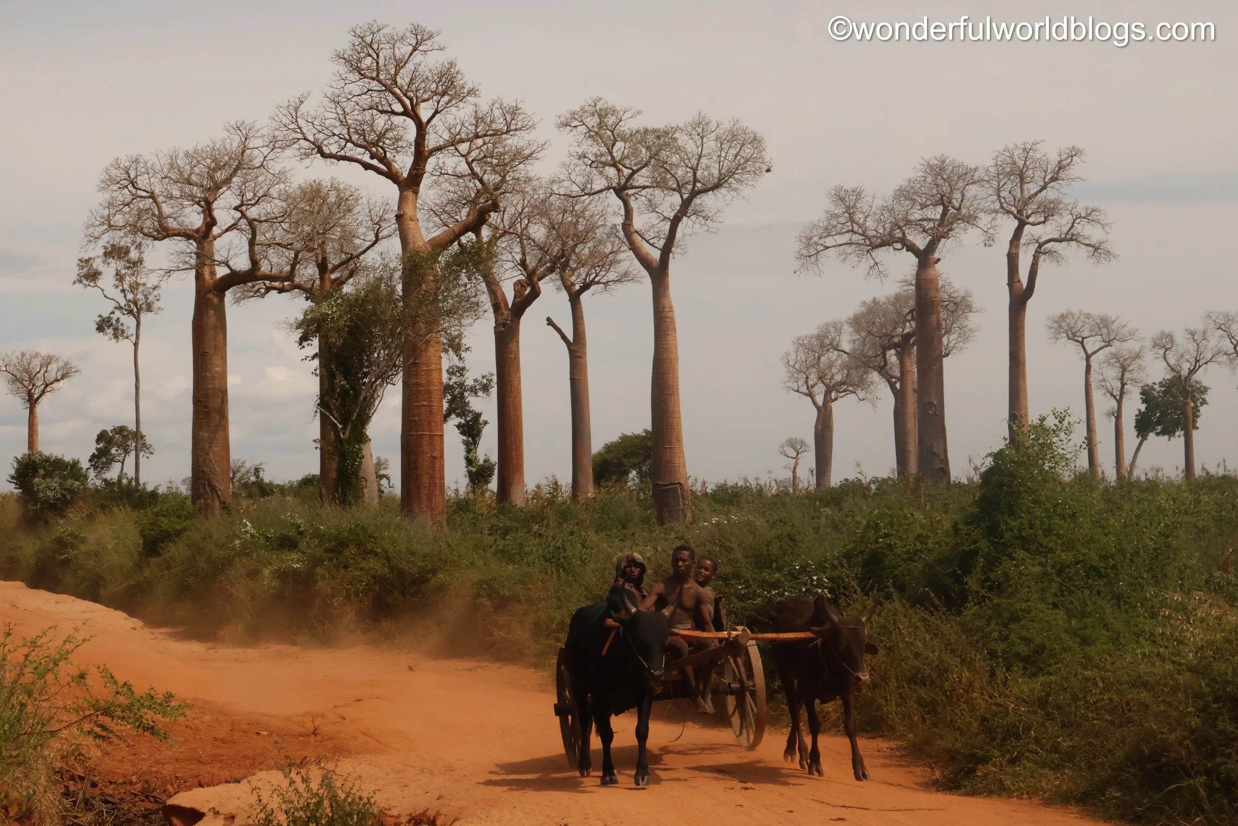 Zebu cart and baobabs in Madagascar