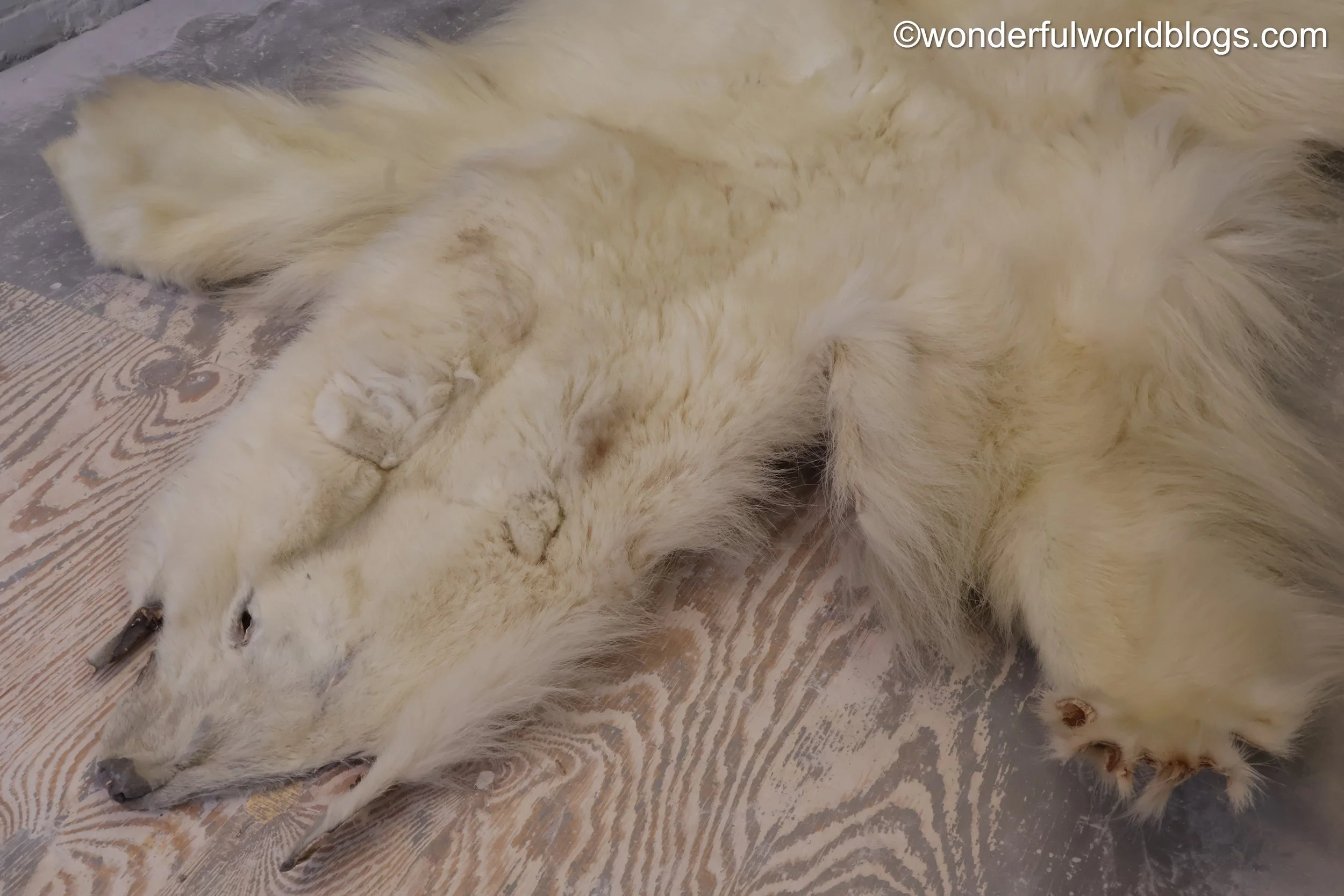 Polar bear pelt in Ilulissat Greenland