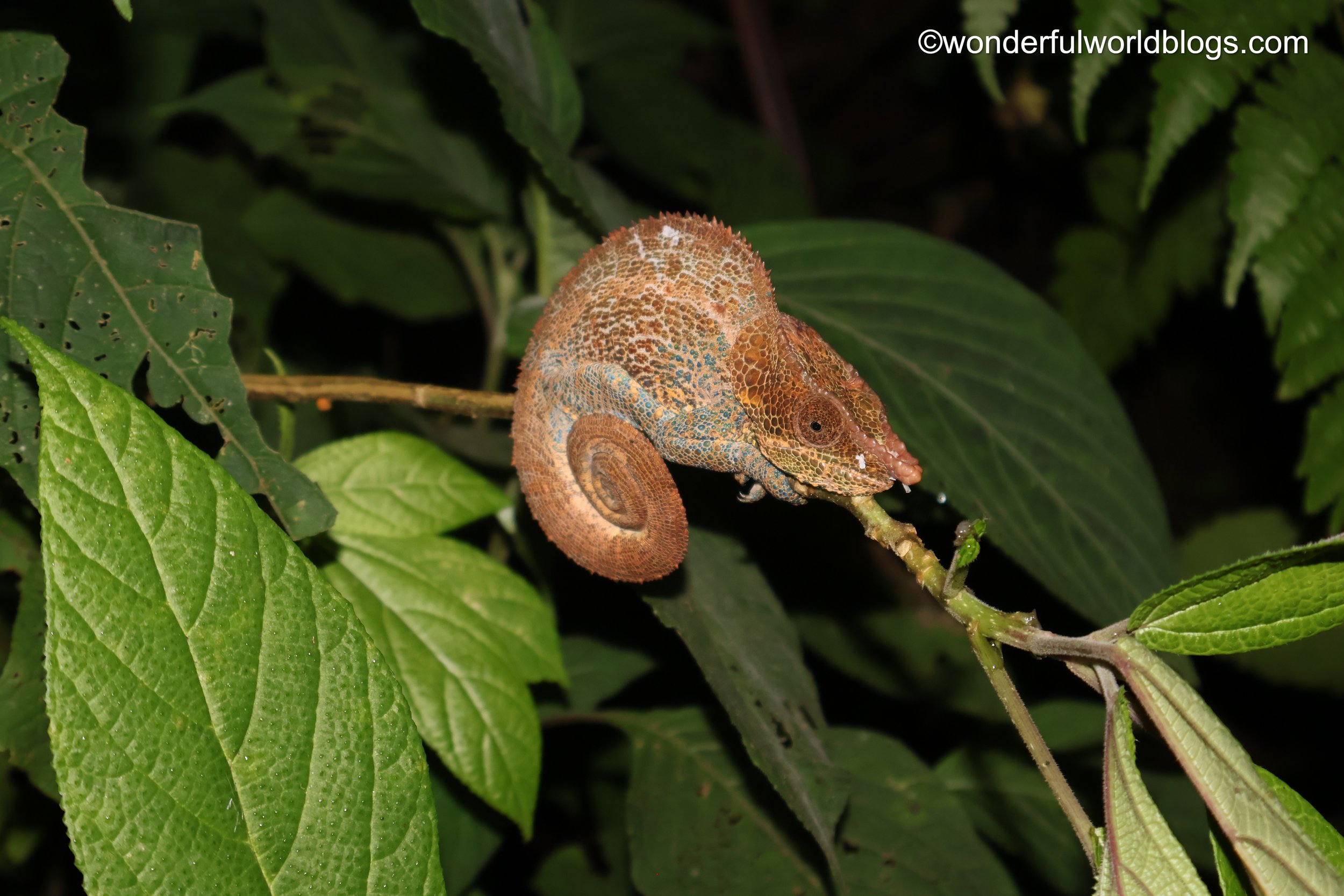 Chameleon on branch in Madagascar