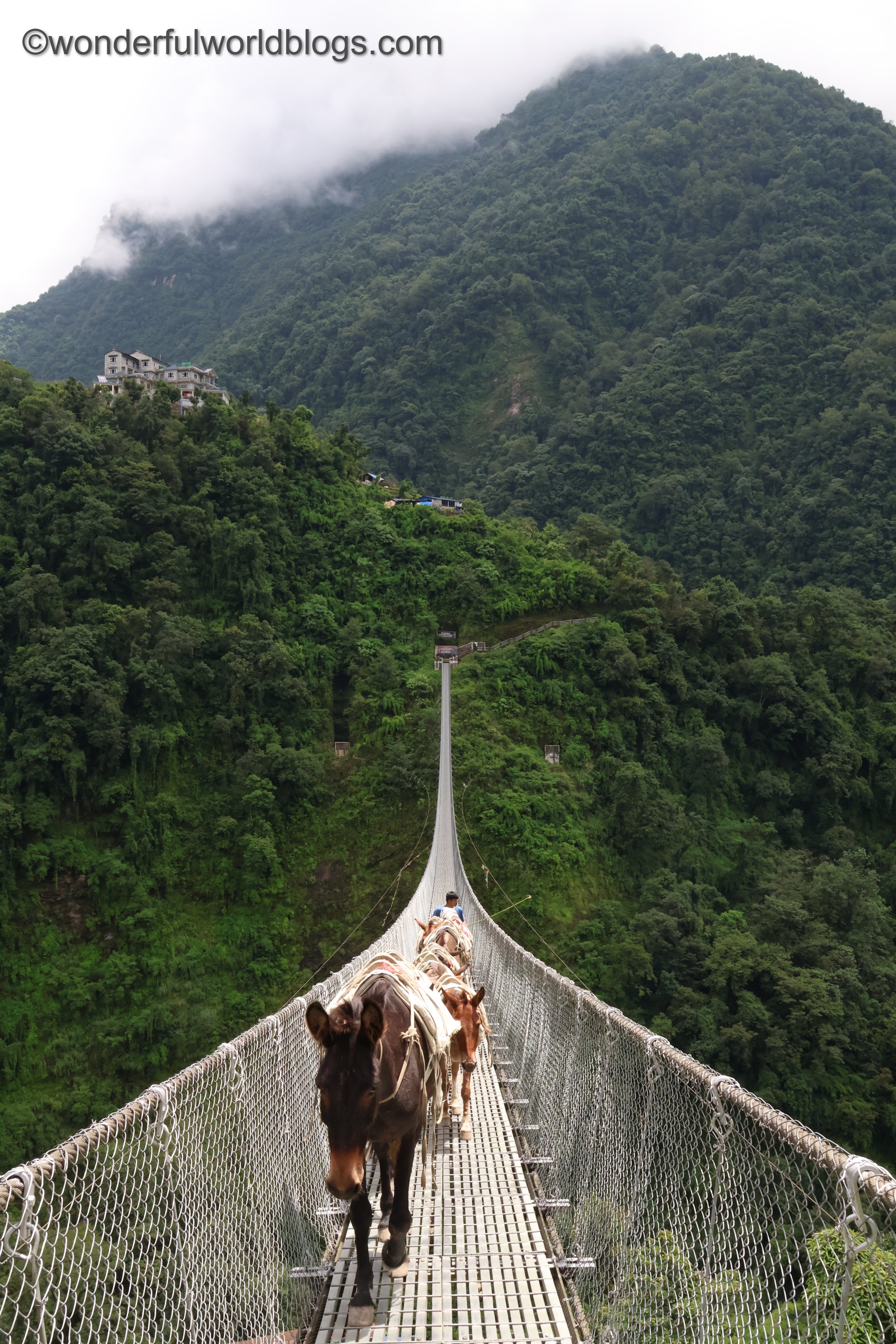 Horses crossing bridge Annapurna Trek Nepal
