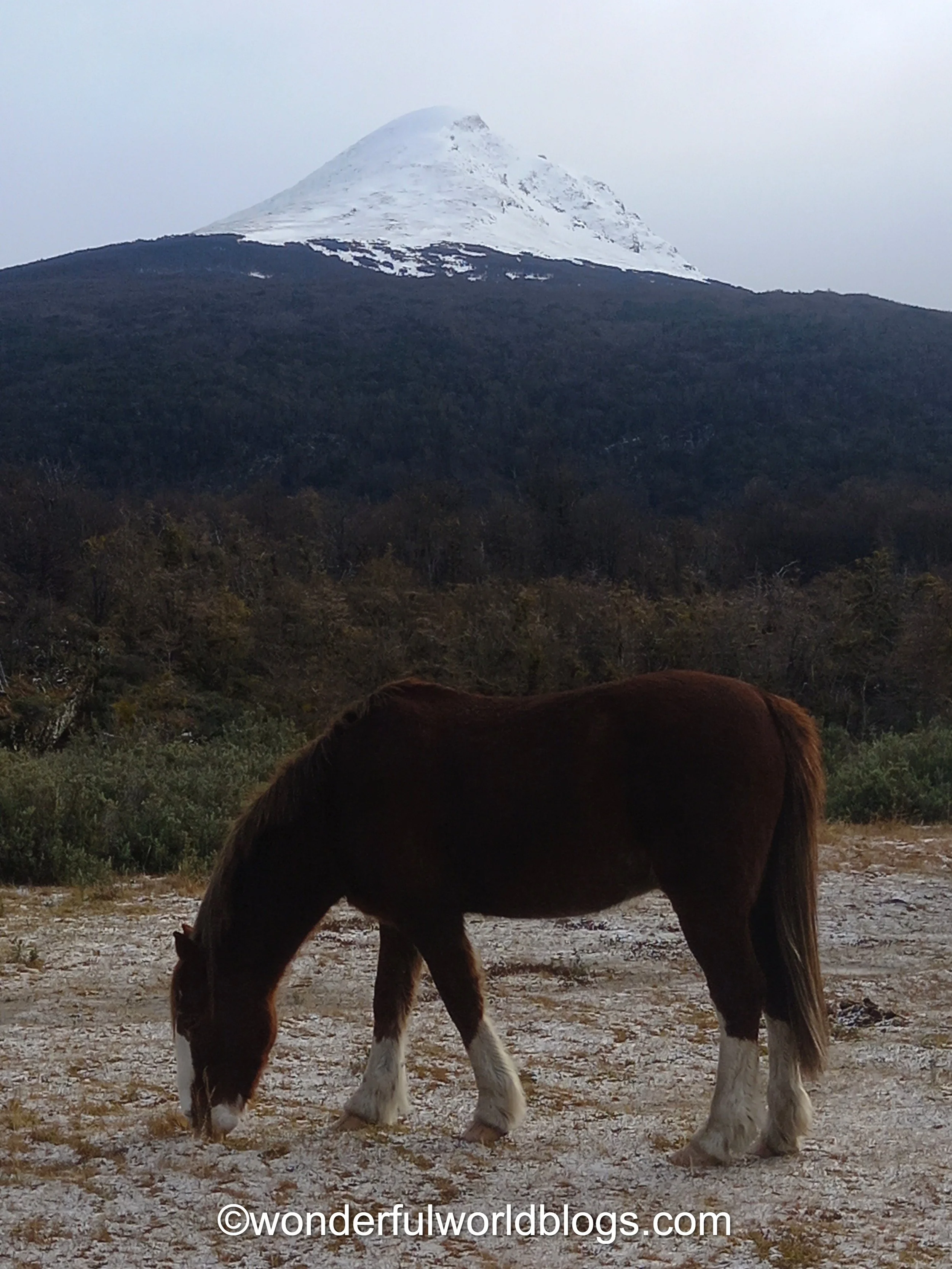 Horse and volcano in Patagonia
