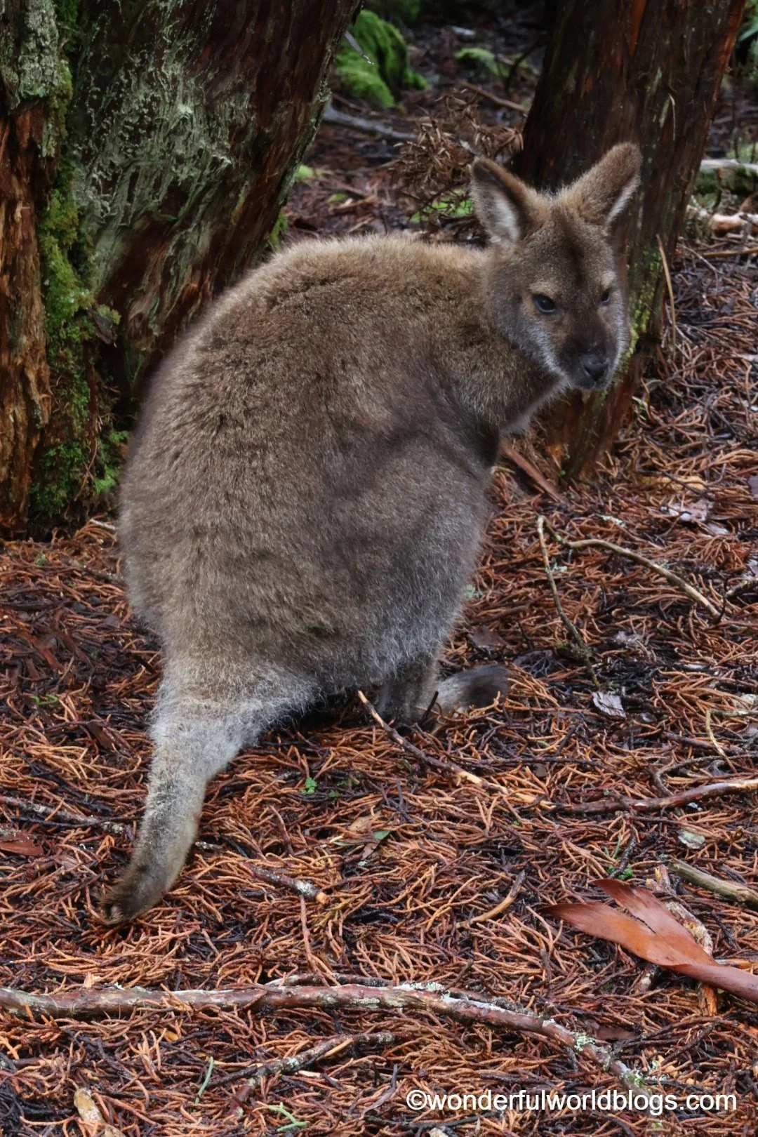 Pademelon in undergrowth on Overland Track in Tasmania Australia