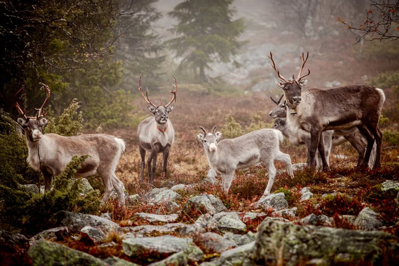 Rendieren in de natuur van Noord-Zweden, regio Sollefteå en Ångermanland – wonen in rust, ruimte en Scandinavische natuur