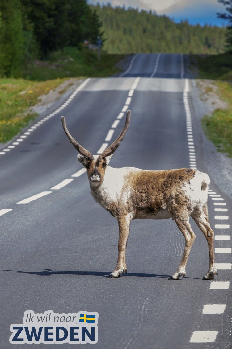 Rendier op de weg in Noord-Zweden, regio Sollefteå en Ångermanland – leven en wonen in de Zweedse natuur
