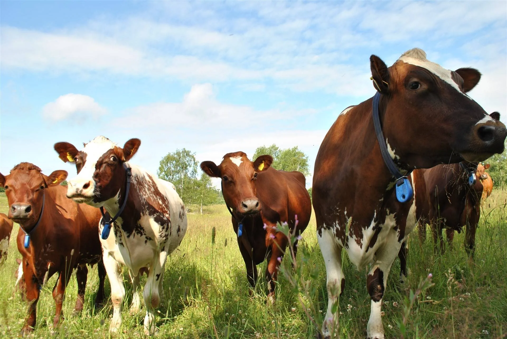 36 Bäckland 123 Ramvik.jpg