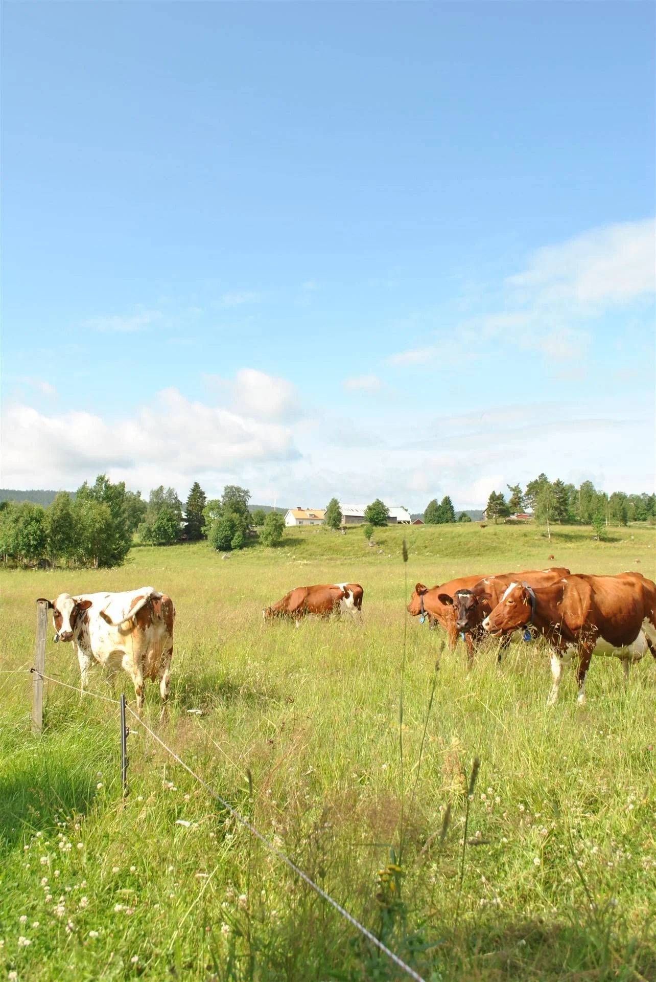 35 Bäckland 123 Ramvik.jpg