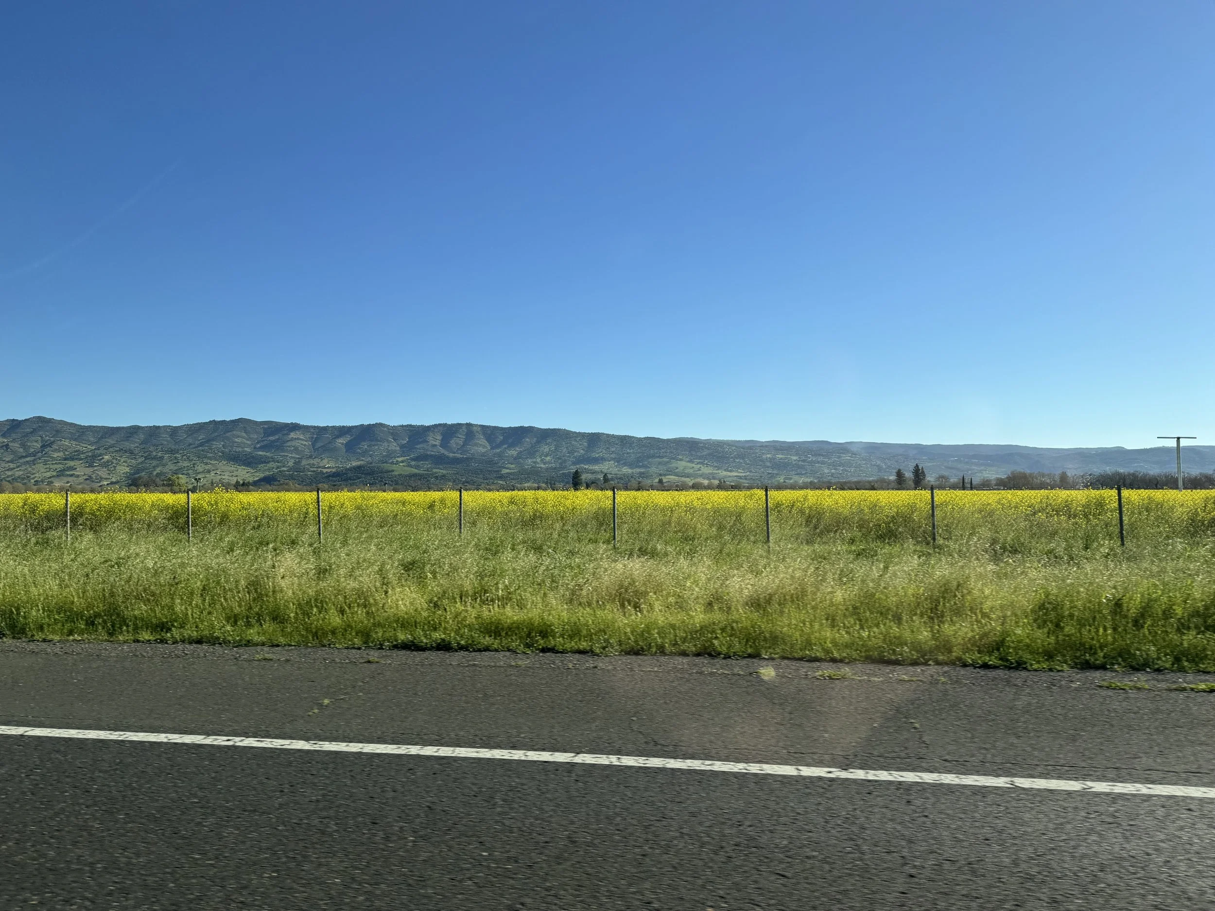 Spring in the Napa Valley