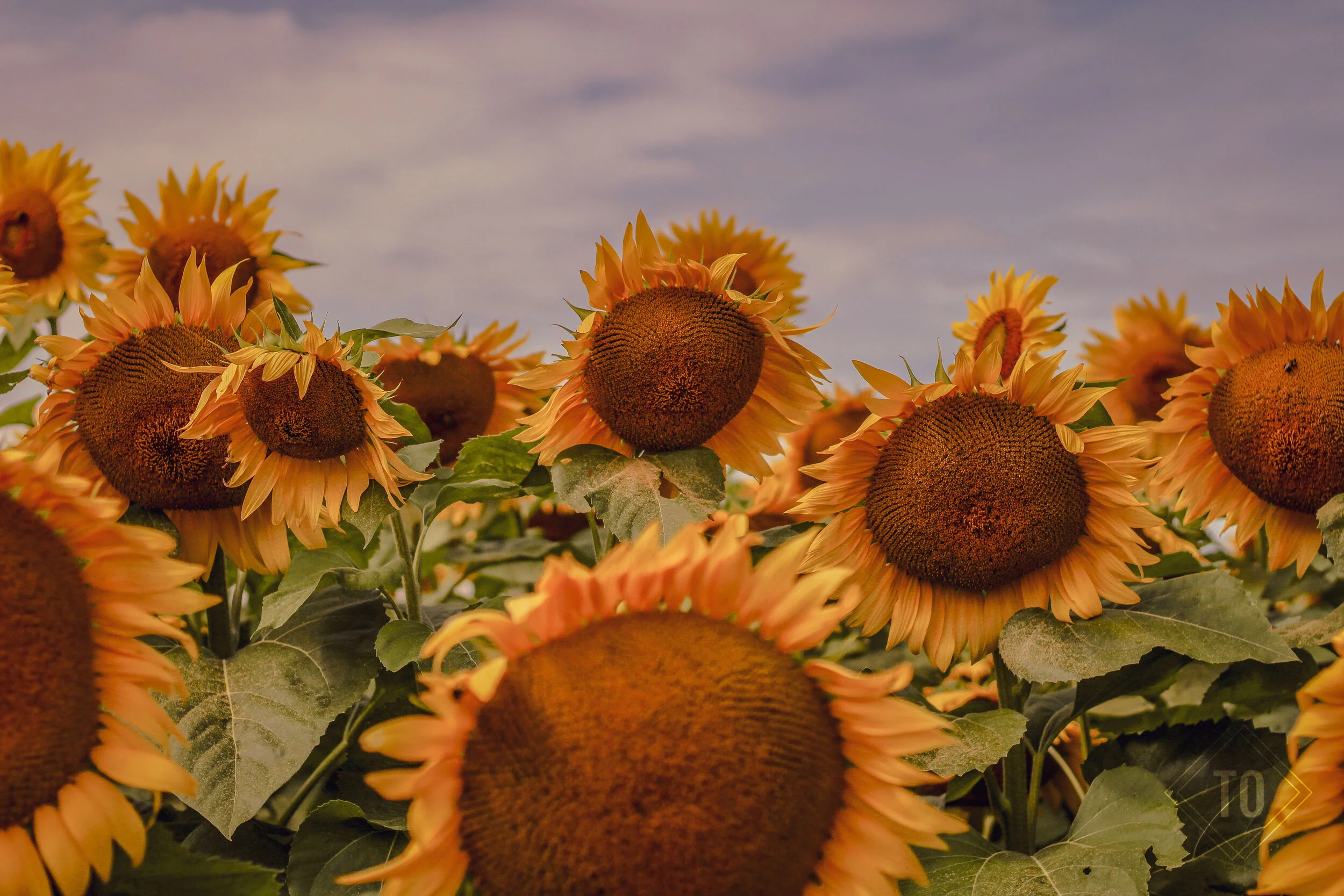 A field of blooming sunflowers under a cloudy sky during daytime.