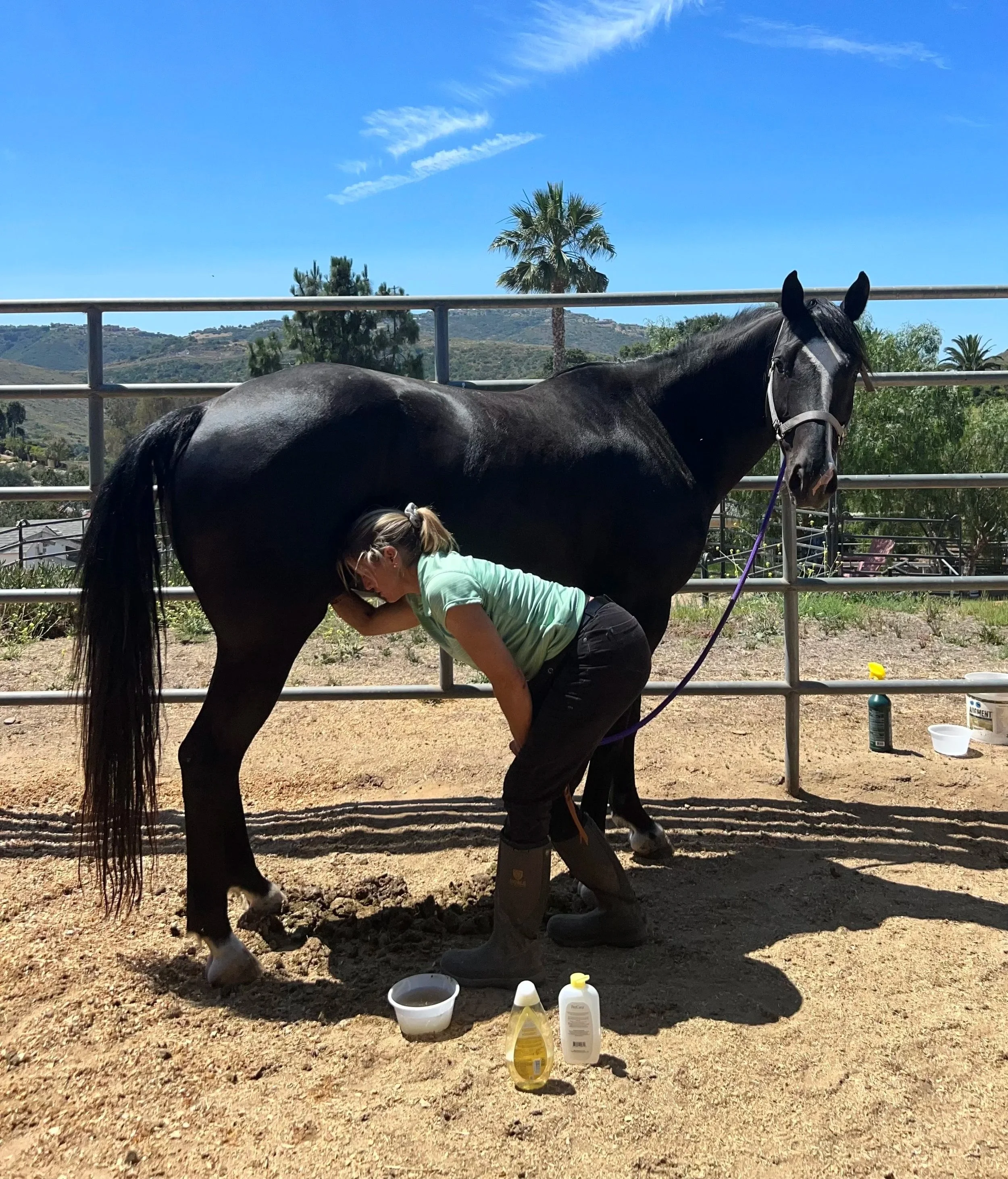 Non-Tranquilized Sheath & Mare Cleaning — Horses By Hallie