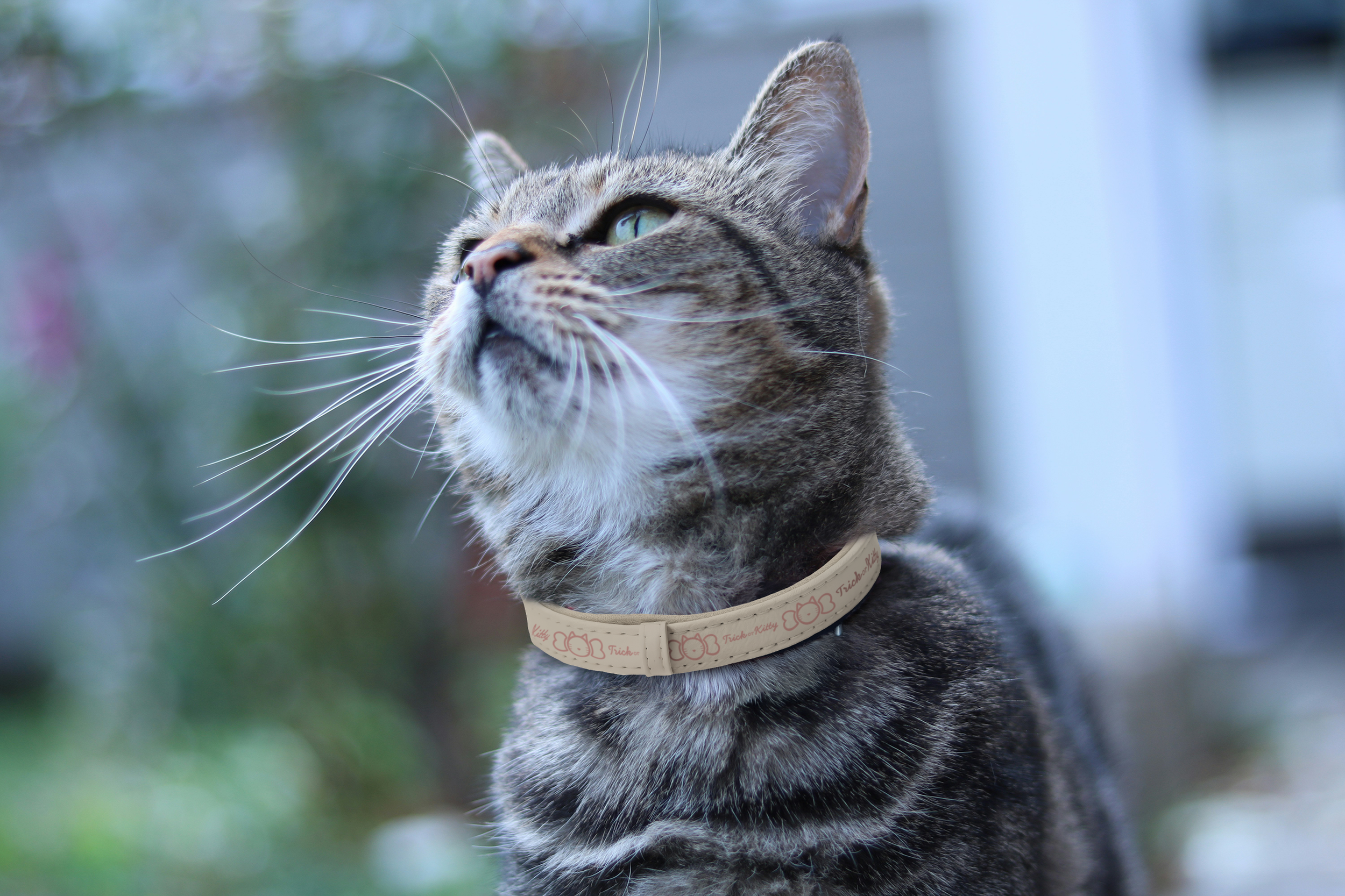 cat collar mockup.png