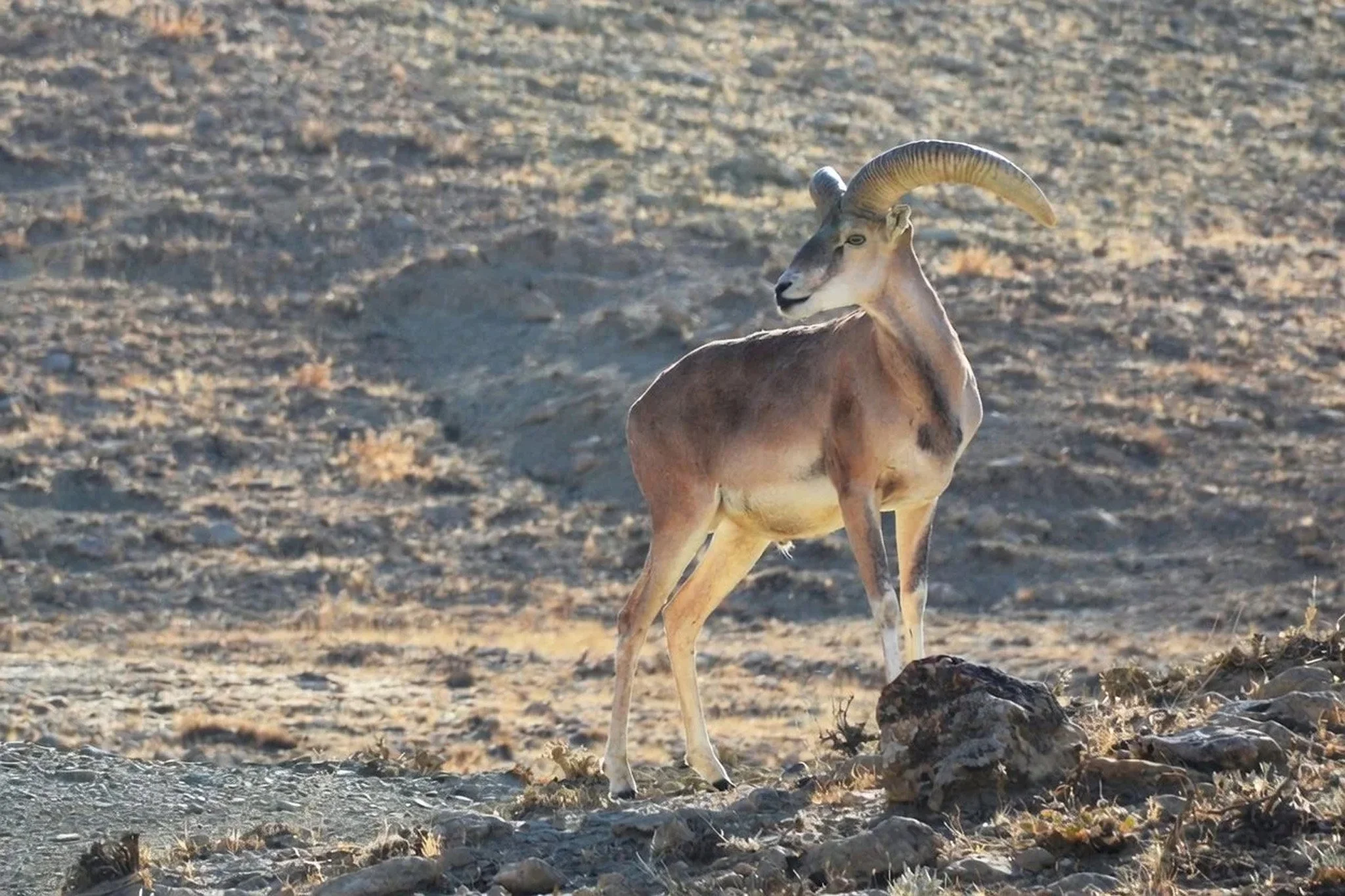 A desert scene with a single goat standing on rocky ground, facing sideways with its head turned to the right, featuring curved horns and a short tail.