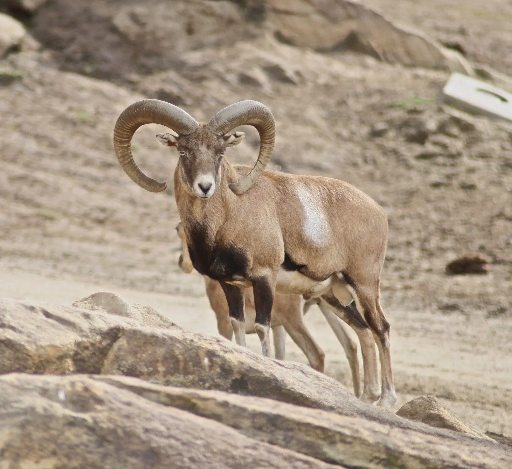 An Armenian Mouflan ram with large curled horns standing on rocky terrain.