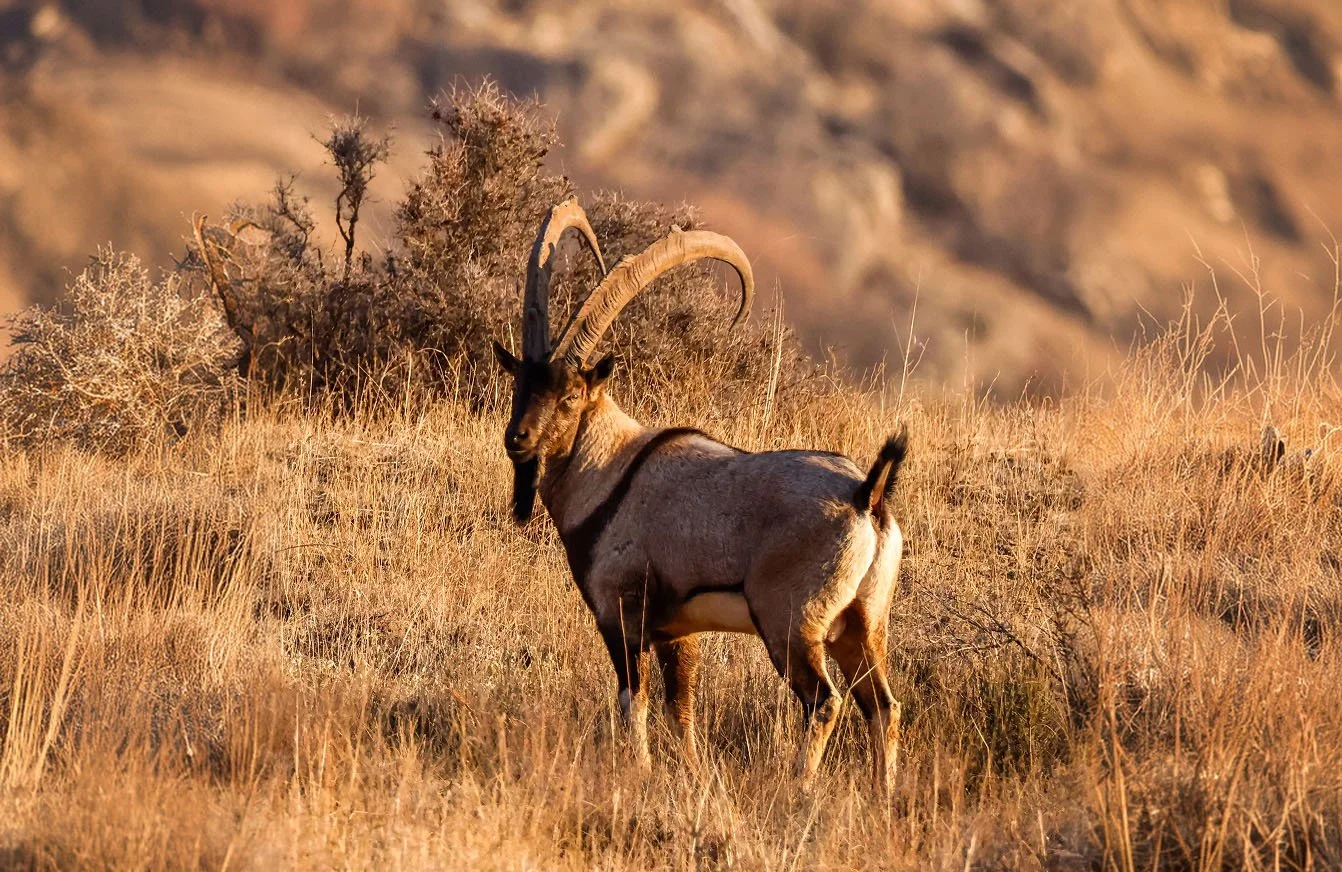 A male Bezoar ibex with long, curved horns and a dark beard stands in golden grass on a hillside in warm evening light, looking back toward the camera.