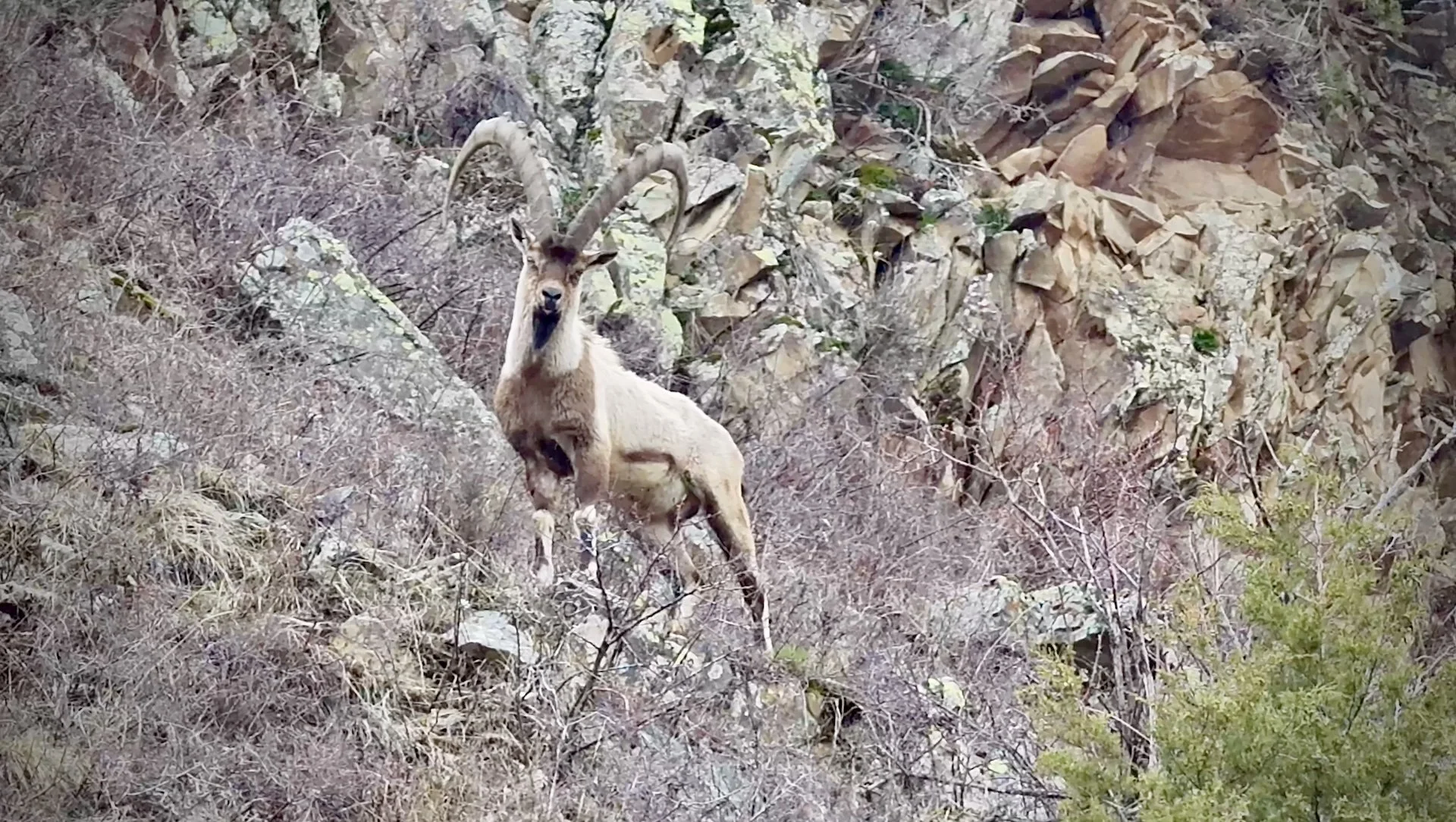 Conservation Through Hunting