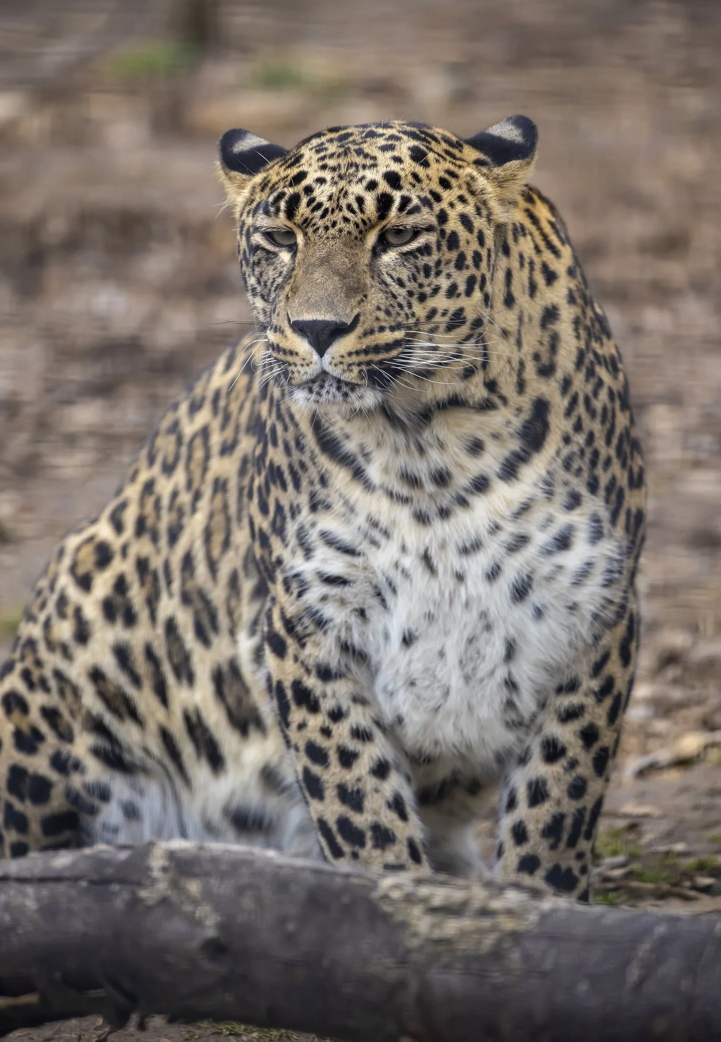 A close-up photo of a jaguar sitting on the ground, with a blurred natural background.