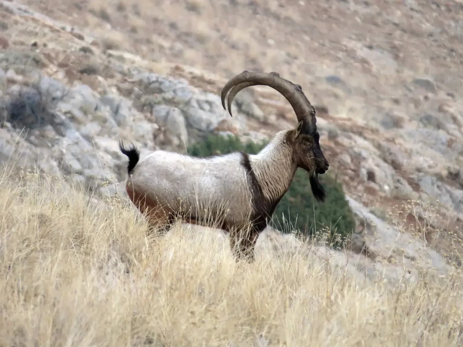 A Bezoar Ibex with tan fur and large curved horns standing amidst dry grass on a rocky hillside.