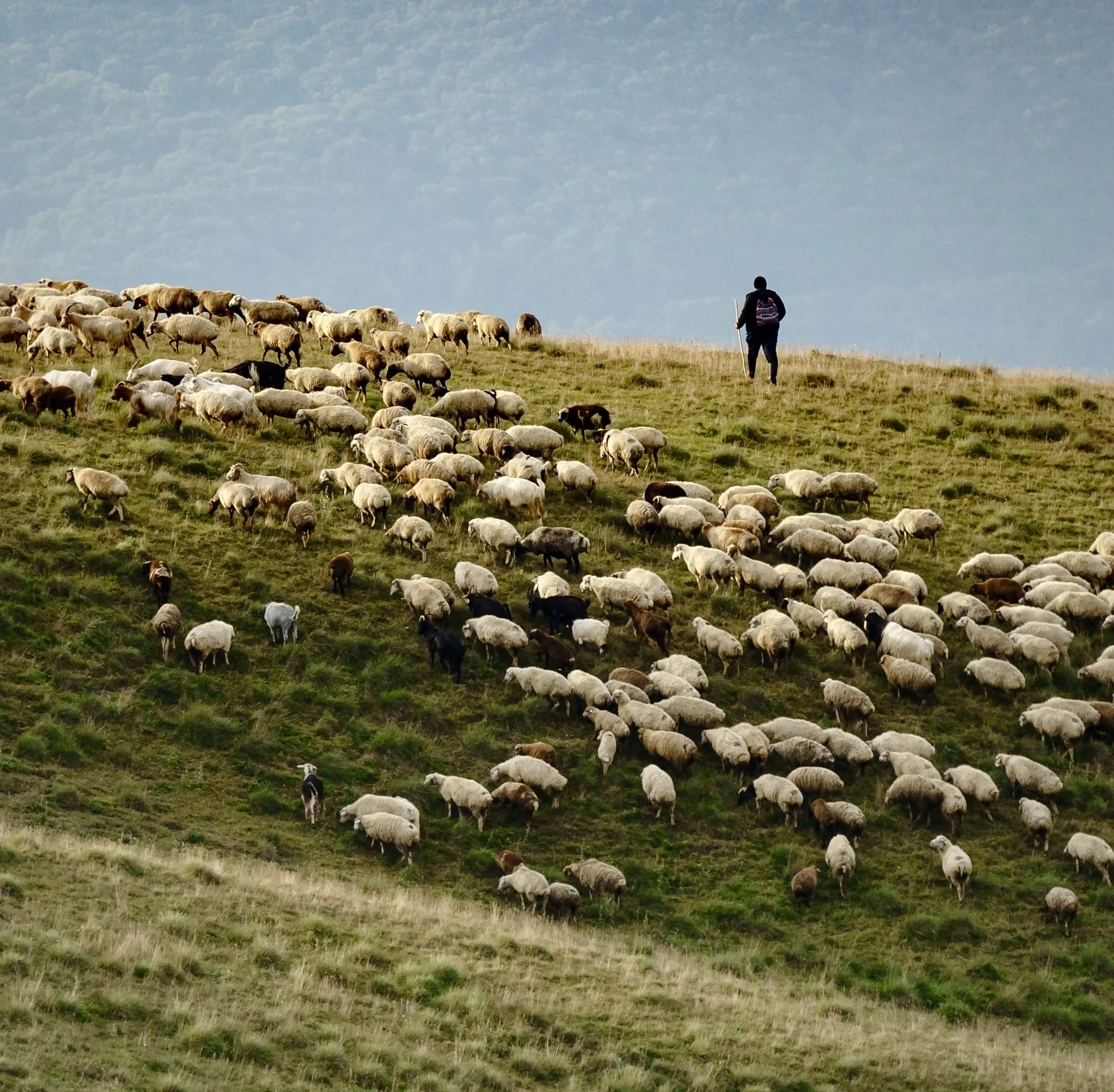 A person herding sheep on a grassy hillside in the Republic of Georgia with a mountain backdrop.