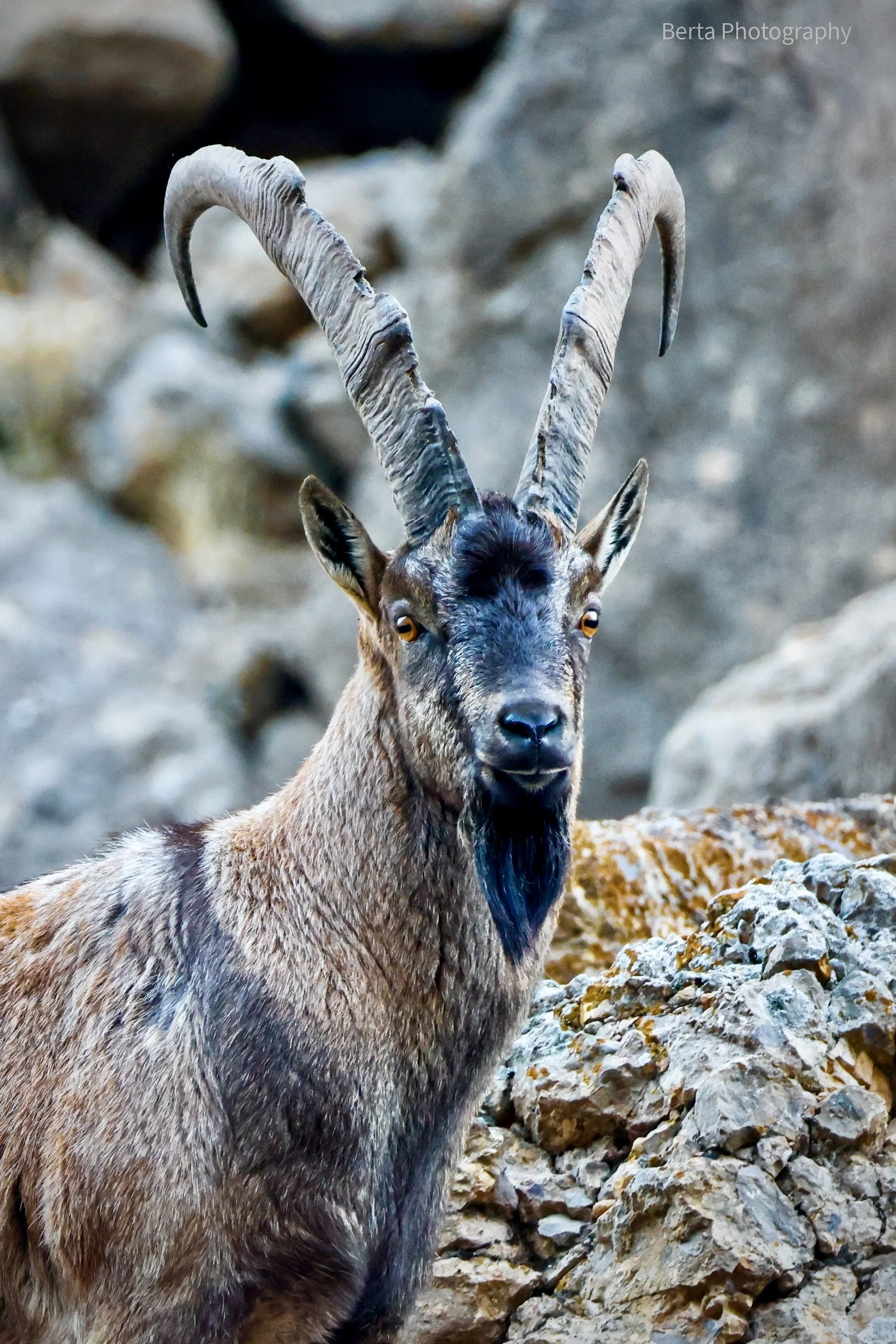 A Bezoar Ibex standing on rocky terrain with large, curved horns and a dark beard, looking directly at the camera.