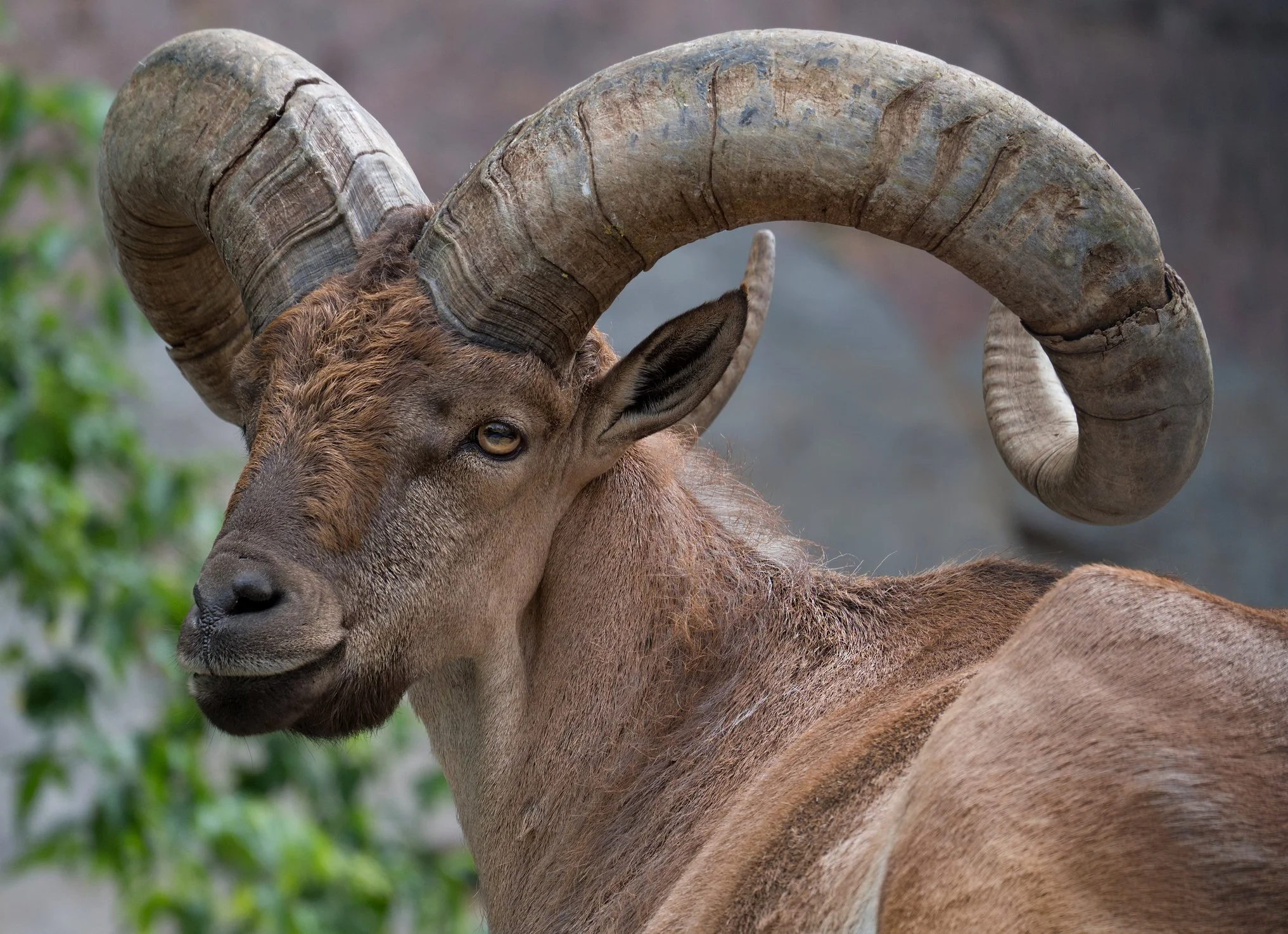 An image of a Tur symbolizing Sustainable, Conservation-Driven Hunting.