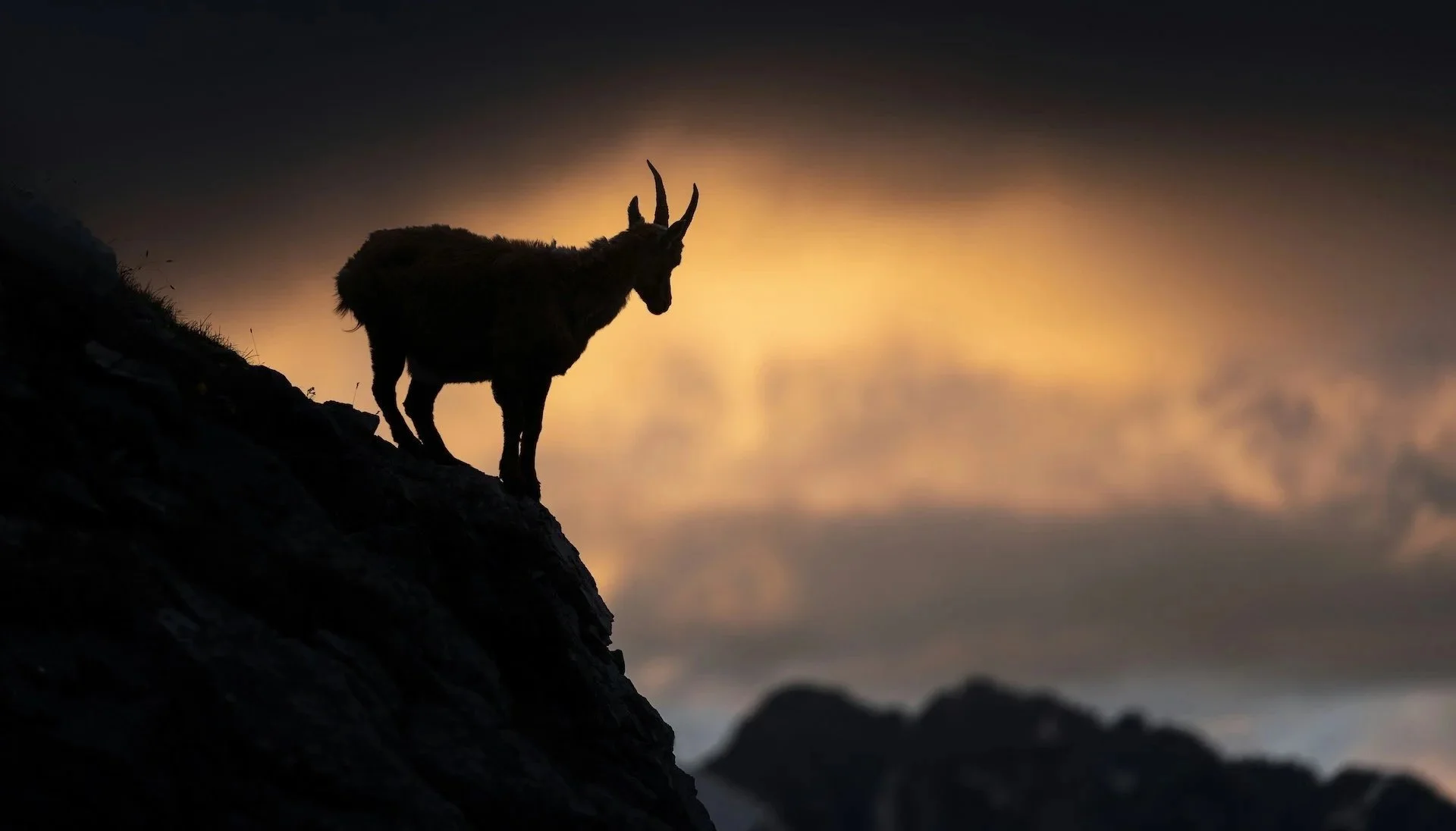 A silhouette of a goat standing on a rocky slope at sunset with a cloudy sky in the background.