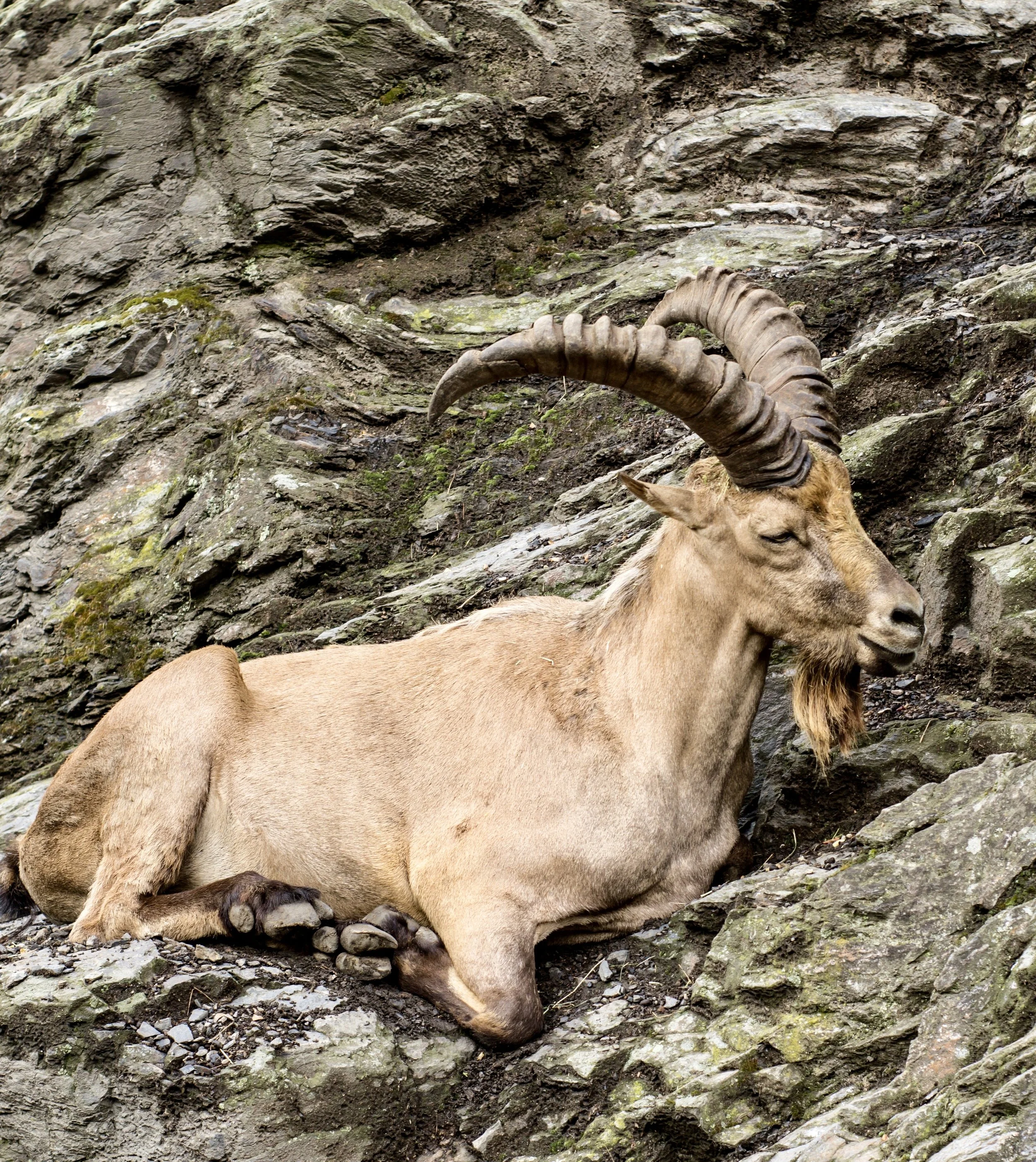 An Caucasian Tur lying on rocky terrain with curved horns and a beard, against a background of rugged rocks.