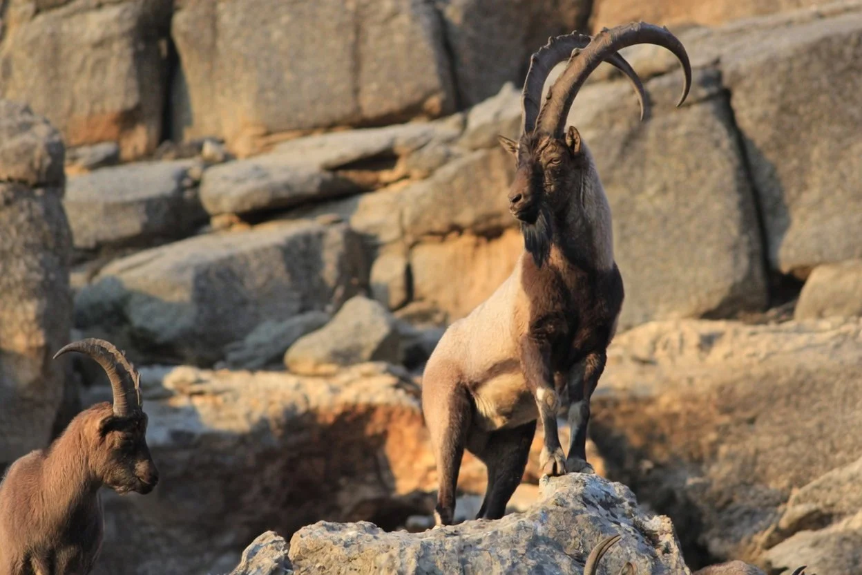 Two mountain goats on rocky terrain, one standing on a large rock with curved horns and dark fur, the other smaller with lighter fur and curved horns, in a mountainous environment.