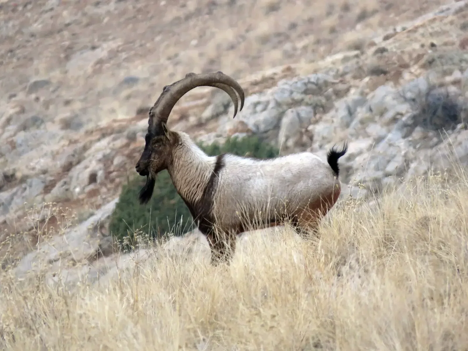 Wild mountain goat with large curved horns standing in a dry grassy field with rocky hillside in the background.