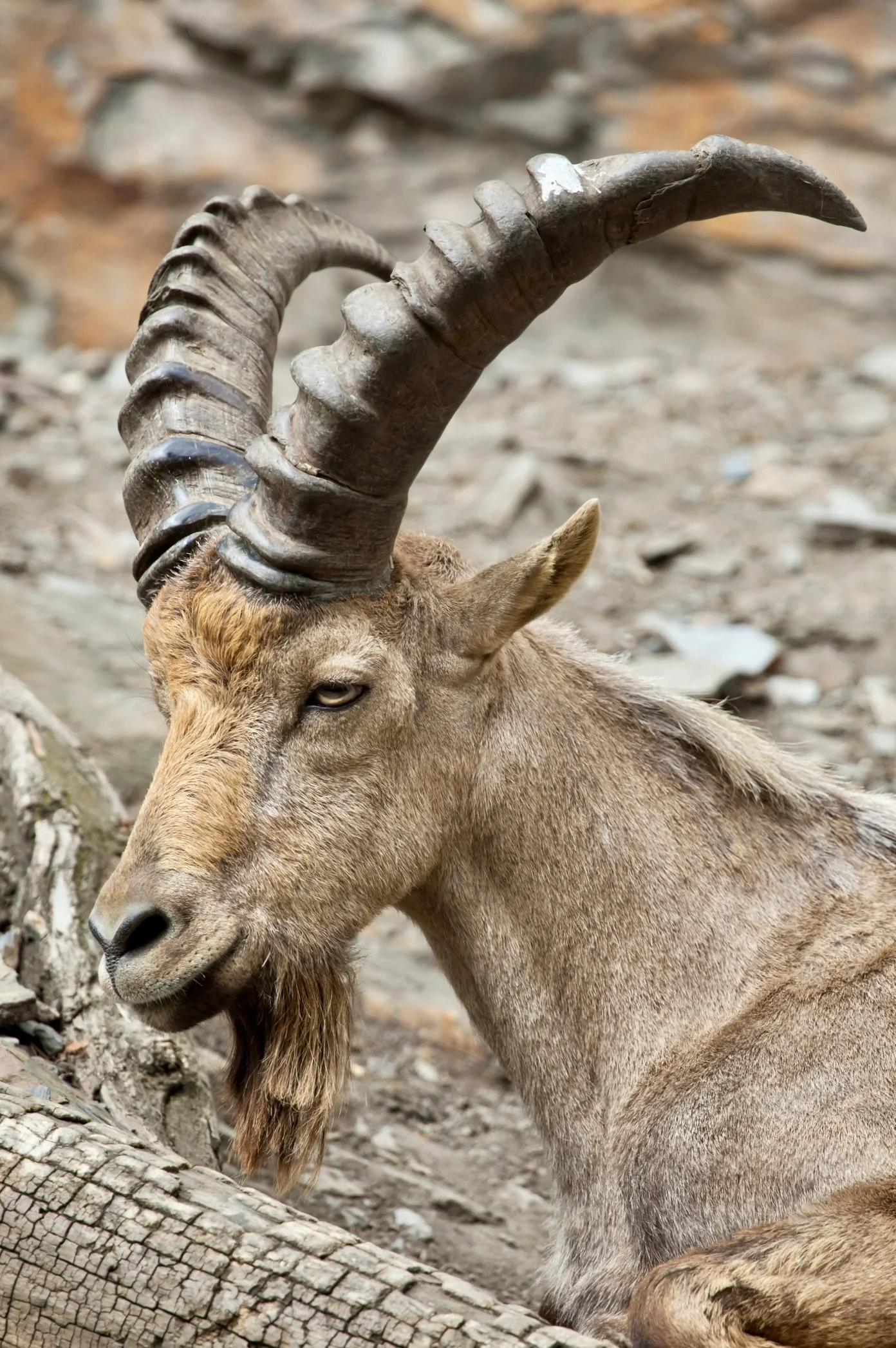A close-up of an adult ibex with large, curved horns resting on the ground.