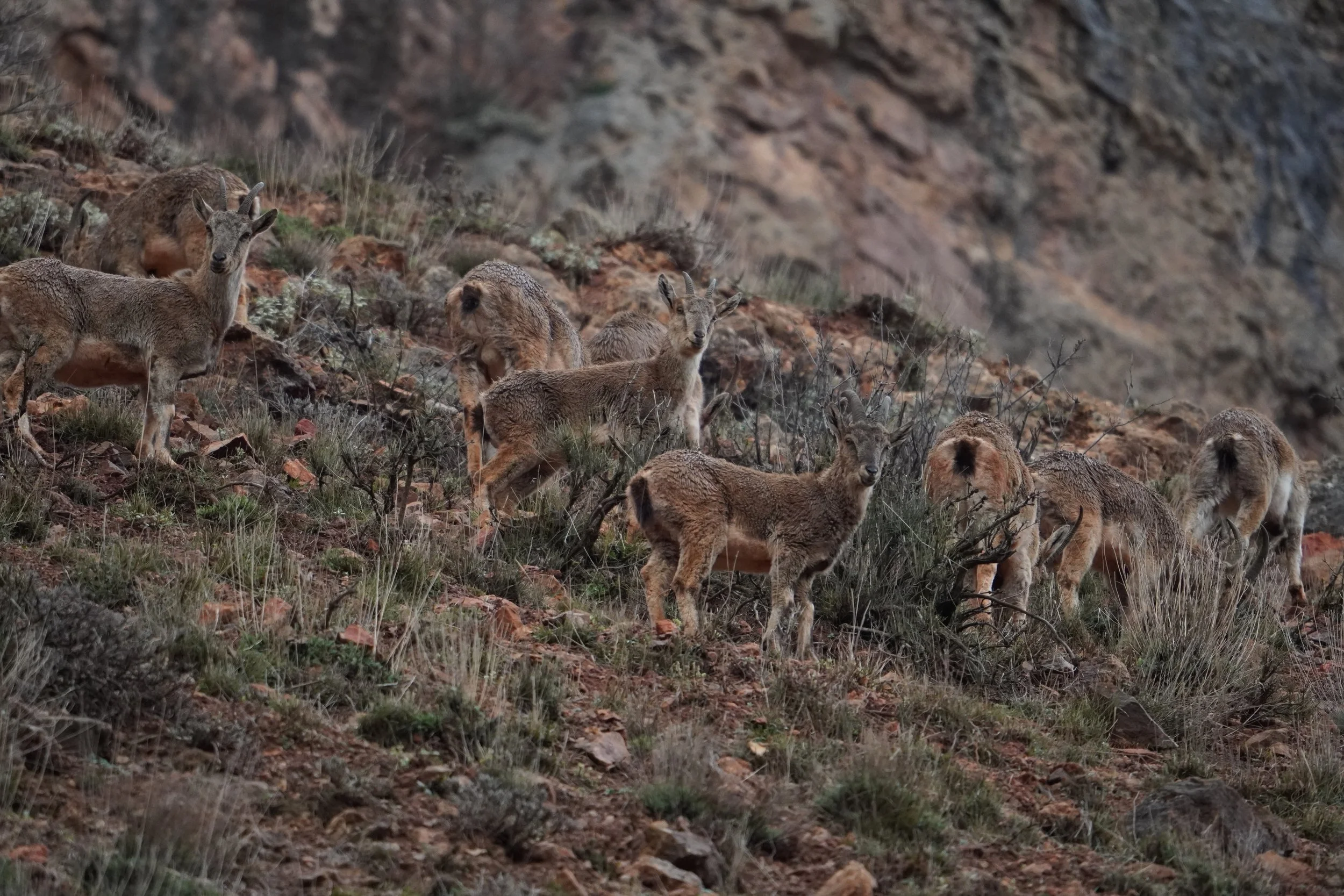 A group of about nine Bezoar ibex with short horns and damp coats stands on a rocky, scrubby slope below a cliff. Three look toward the camera and the rest graze facing away.