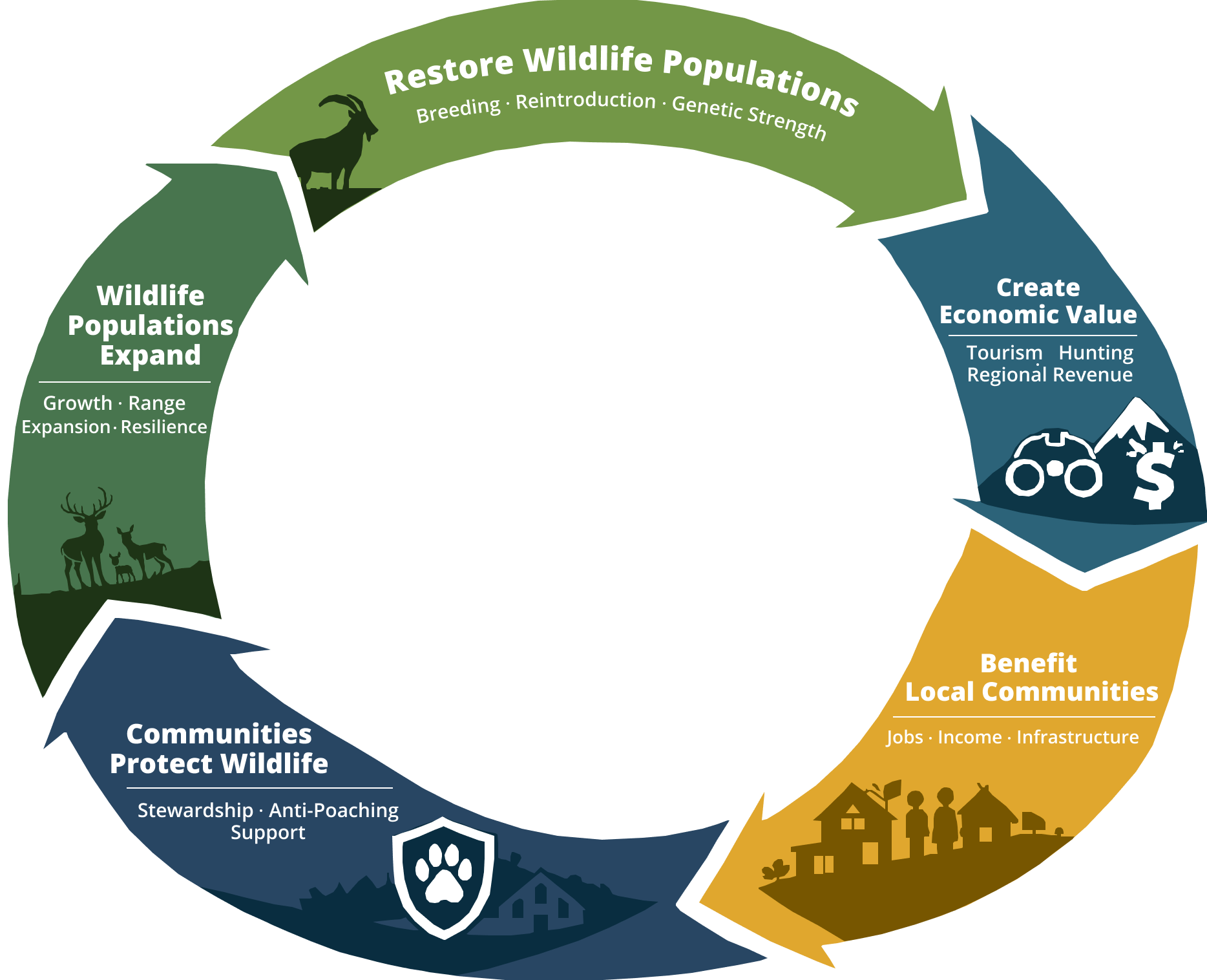A circular diagram illustrating the restoration cycle for wild giant flywheel, emphasizing wildlife population expansion, reintroduction, genetic strength, economic value creation, local community benefits, community protection efforts, and wildlife population restoration.
