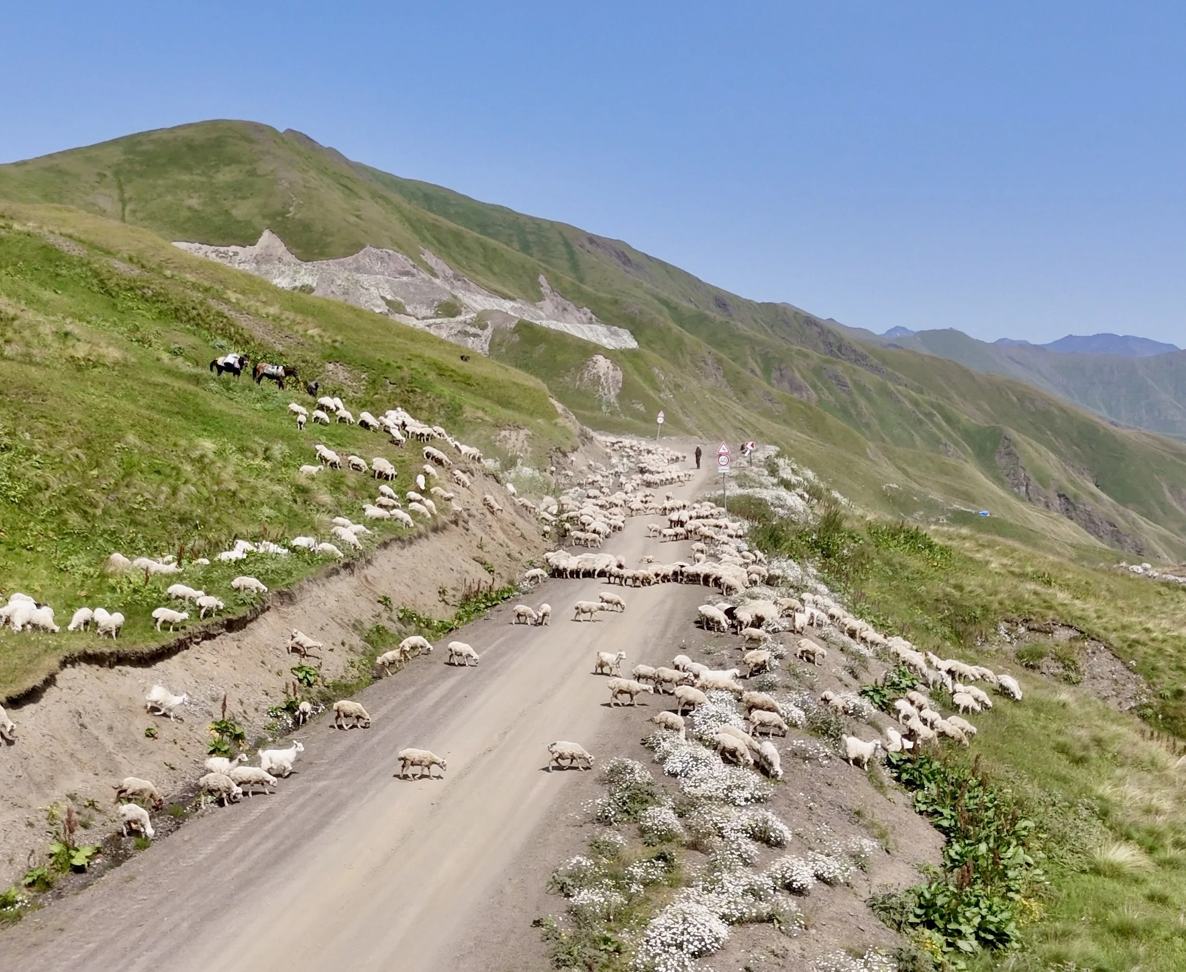 Shepherds in the Caucasus highlands, where traditional livelihoods and wildlife share the same terrain.
