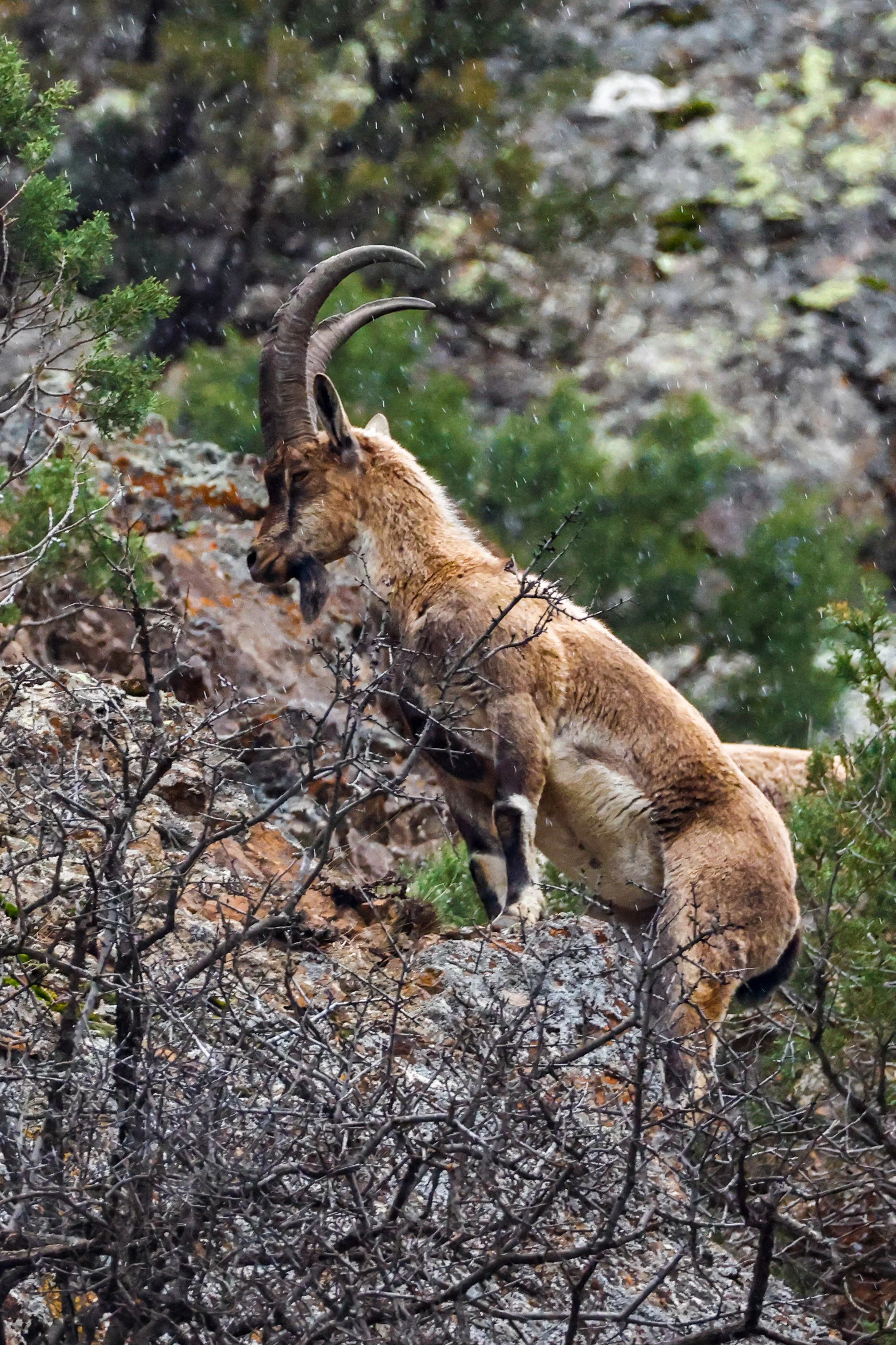 A male Bezoar ibex with long, ridged horns and a dark beard climbs a rocky, lichen-covered slope in the rain, front legs raised onto a boulder, with bare shrubs in the foreground and juniper behind.