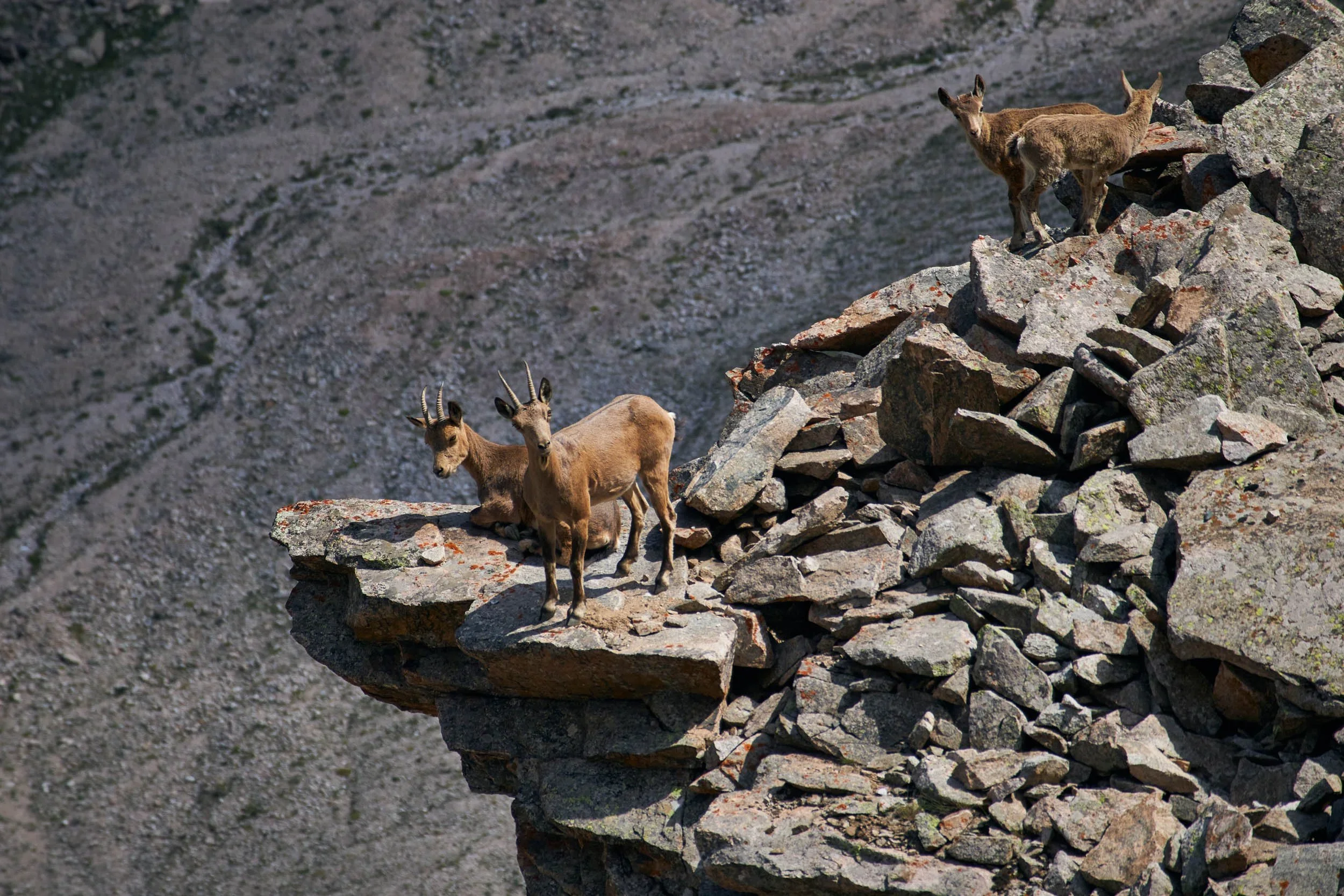 Three young Bezoar Ibex standing on rocky ledge in the mountainous environment of the Republic of Georgia.
