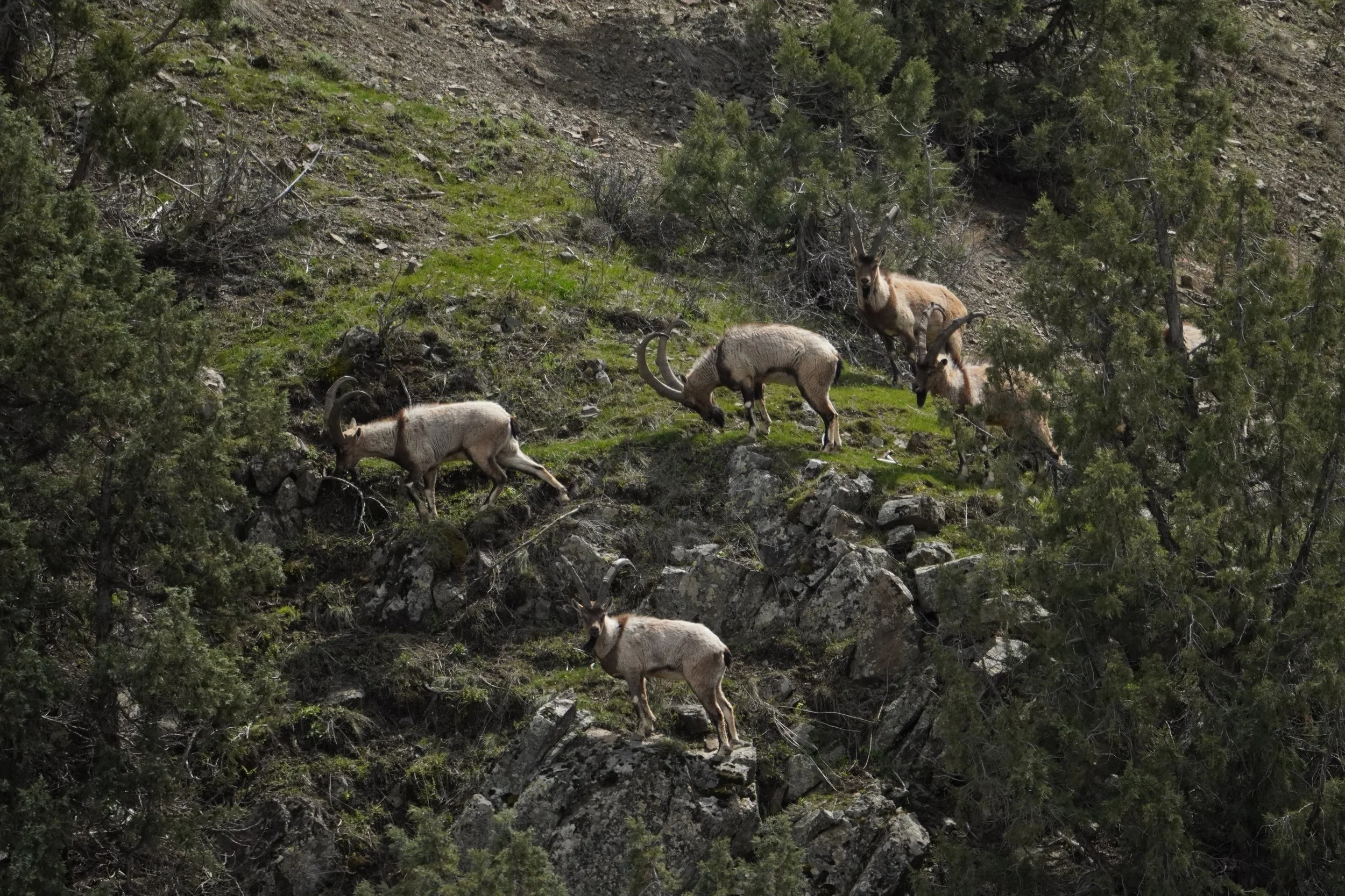 Five male Bezoar ibex with large curved horns grazing and standing on a rocky, grassy mountain slope surrounded by juniper trees.