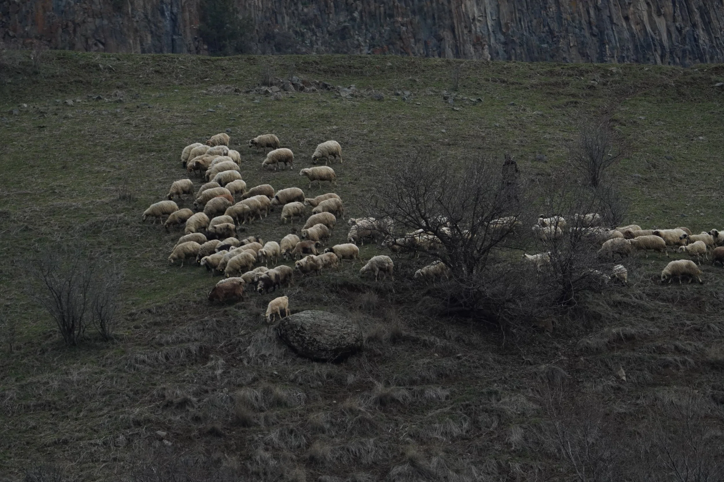 A large flock of domestic sheep, with one brown goat, grazes a grassy hillside below a tall cliff of columnar rock. A shepherd stands partly hidden behind a leafless tree.