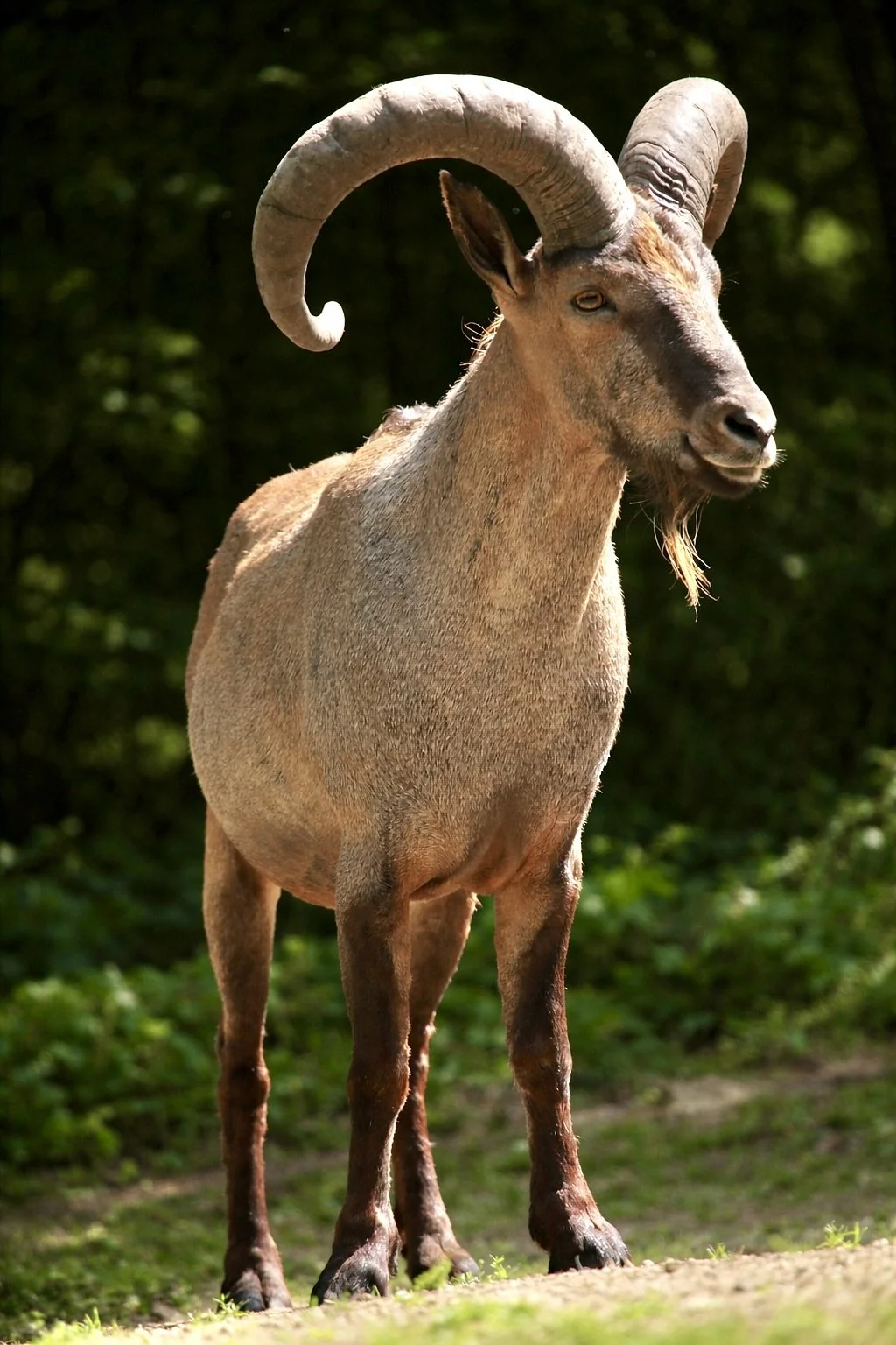A bighorn sheep standing outdoors in a natural setting with green foliage in the background.