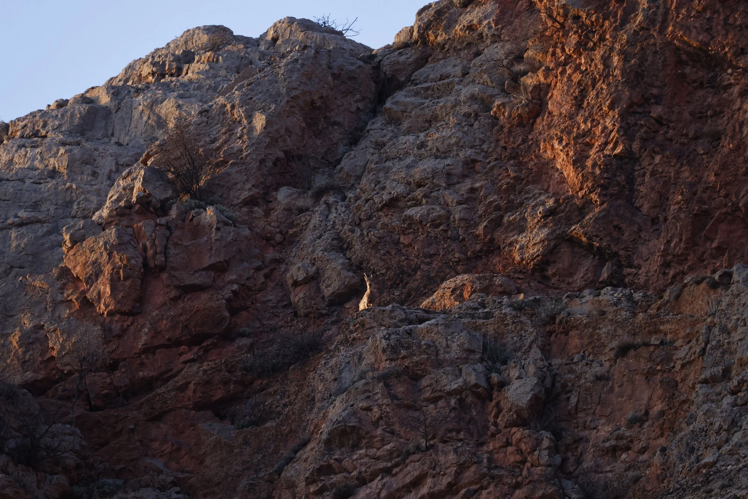 A lone Bezoar ibex perches on a narrow ledge partway up a towering, rugged cliff face, lit by the warm glow of low sun under a pale blue sky.