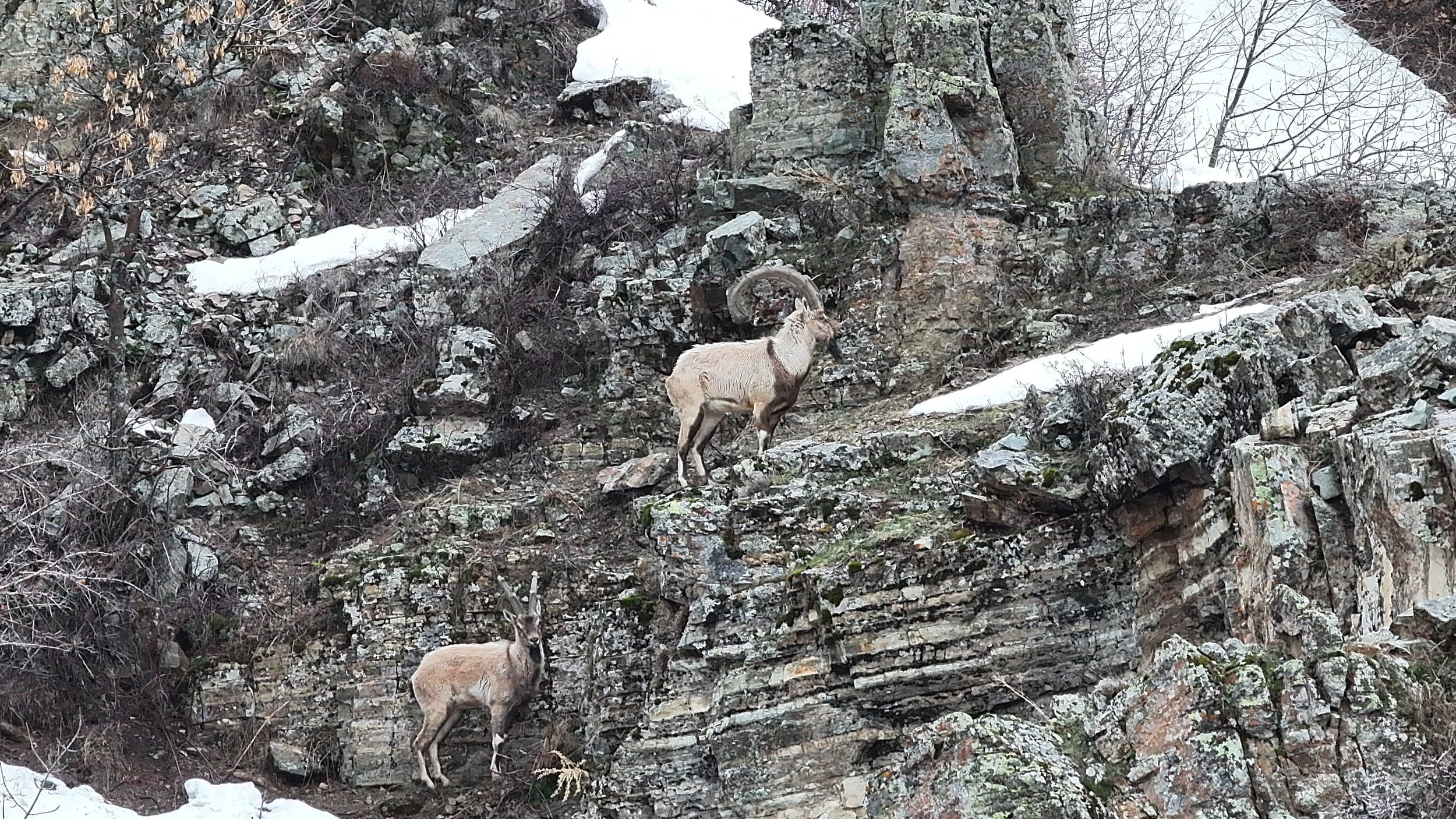 Two Bezoar ibex stand on narrow ledges of a lichen-covered, layered rock cliff with patches of snow. The upper one is a male with large curved horns, and the lower one, with shorter horns, looks toward the camera.